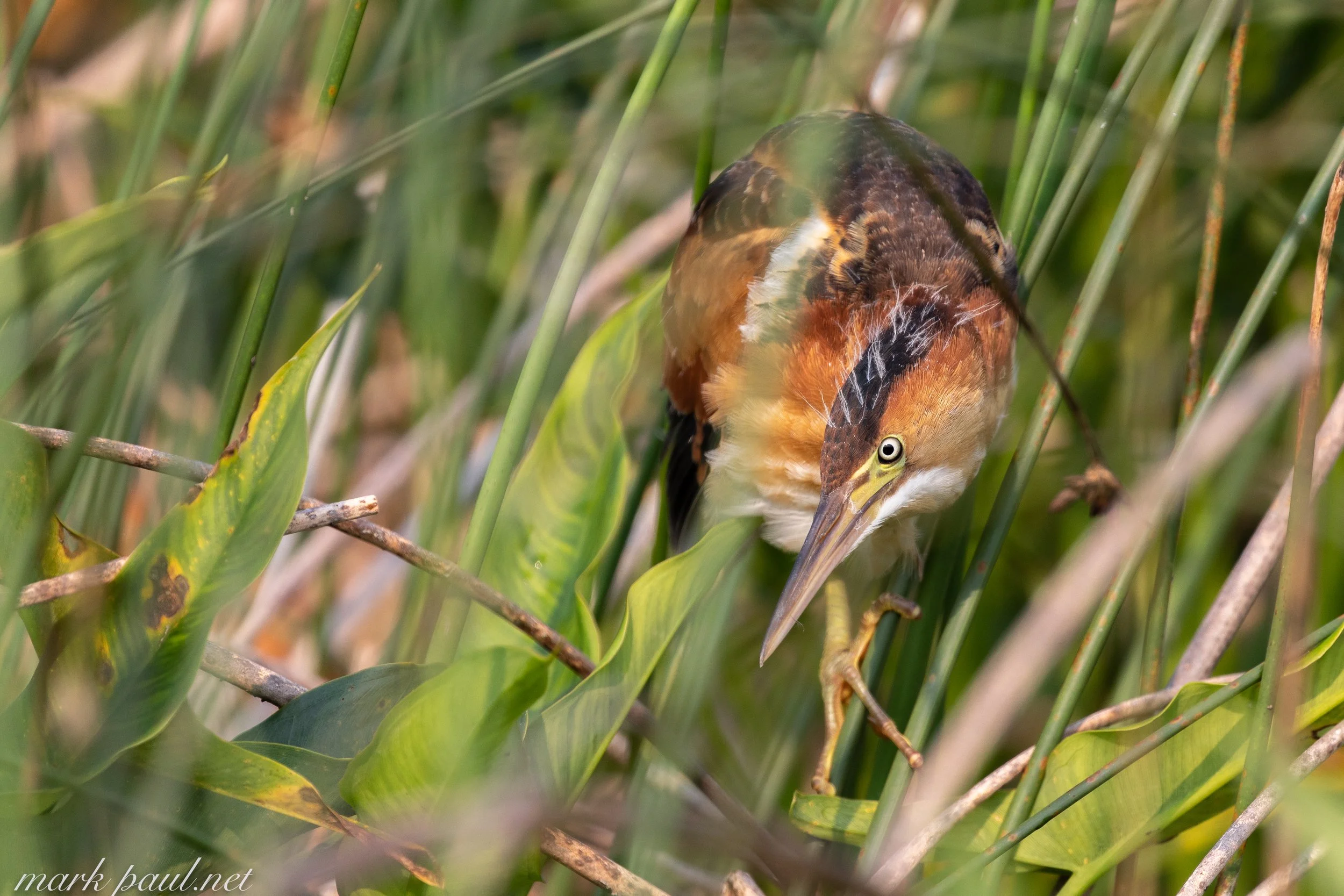 MarkPaulPhotography_LeastBittern3.jpg