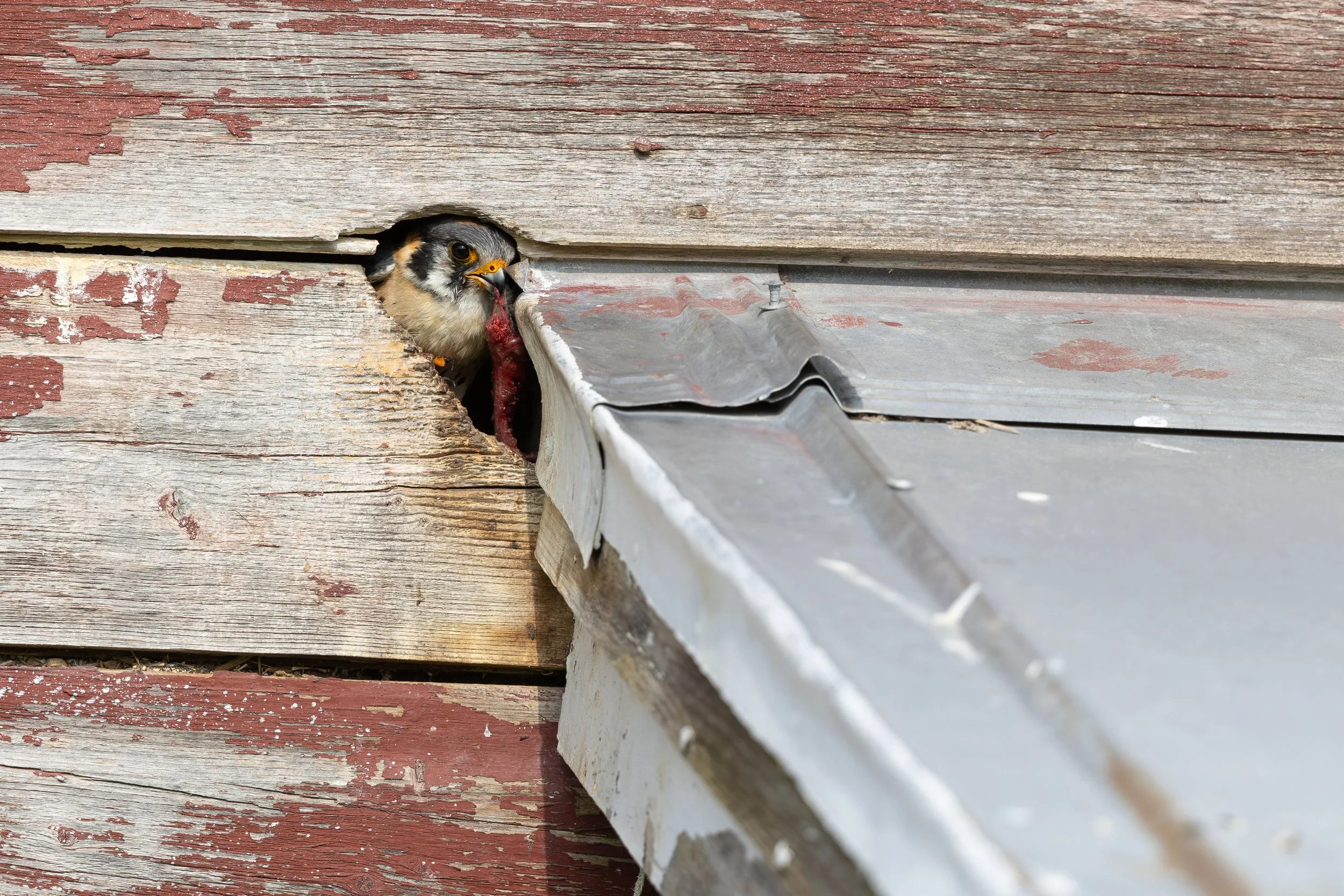 MarkPaulPhotography_AmericanKestrel3.jpg