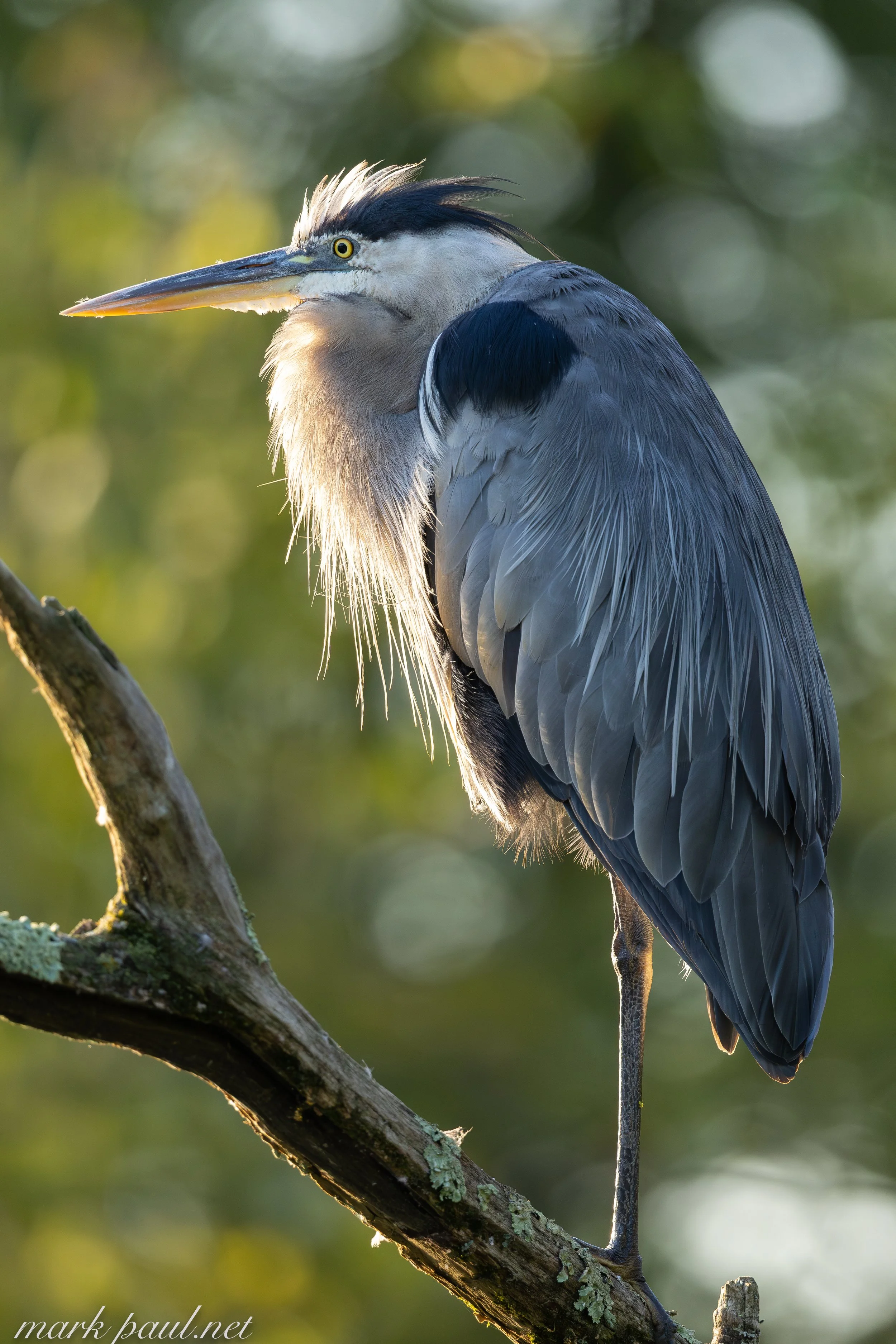 MarkPaulPhotography_GreatblueHeron.jpg