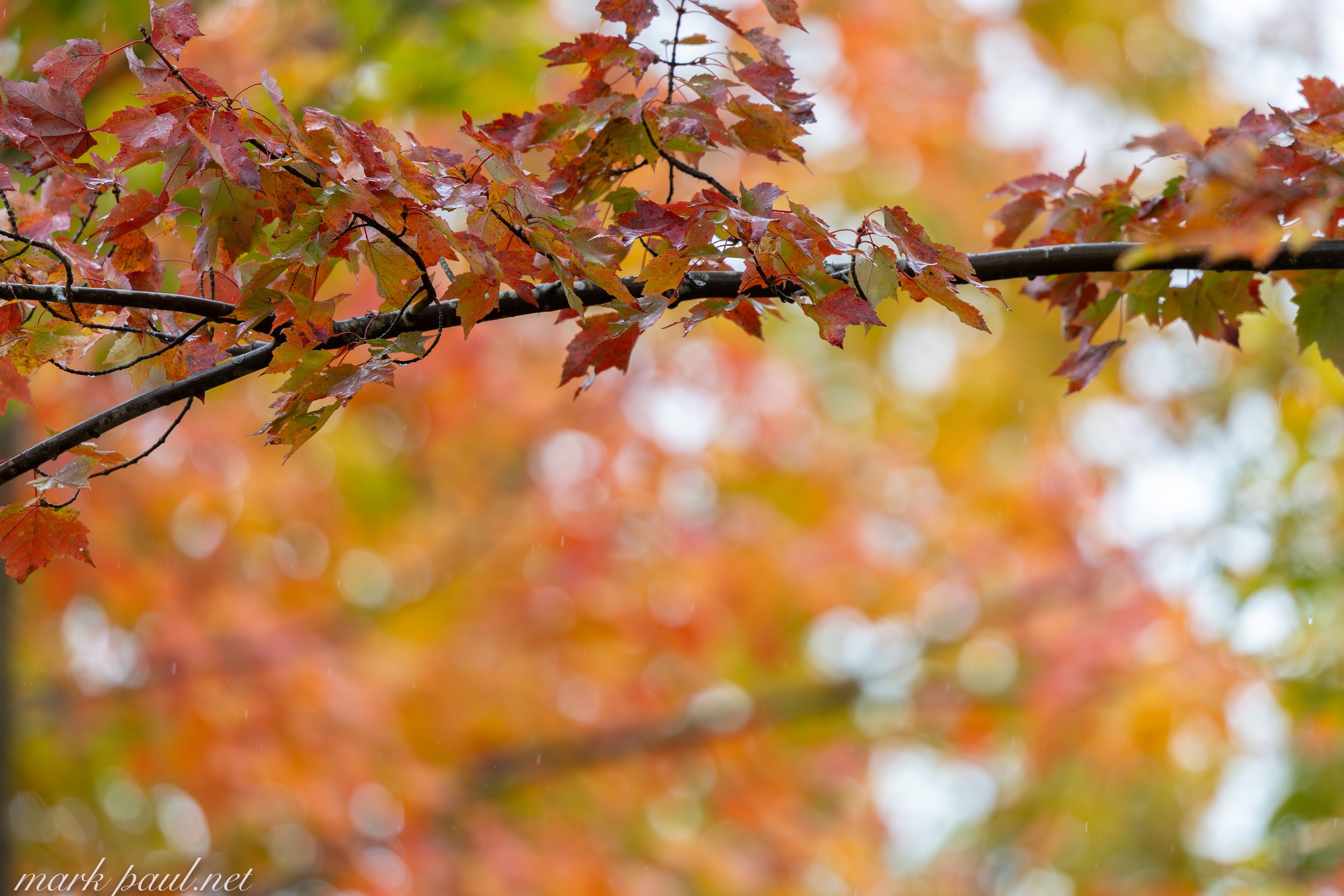 MarkPaulPhotography_fallfoliage3.jpg
