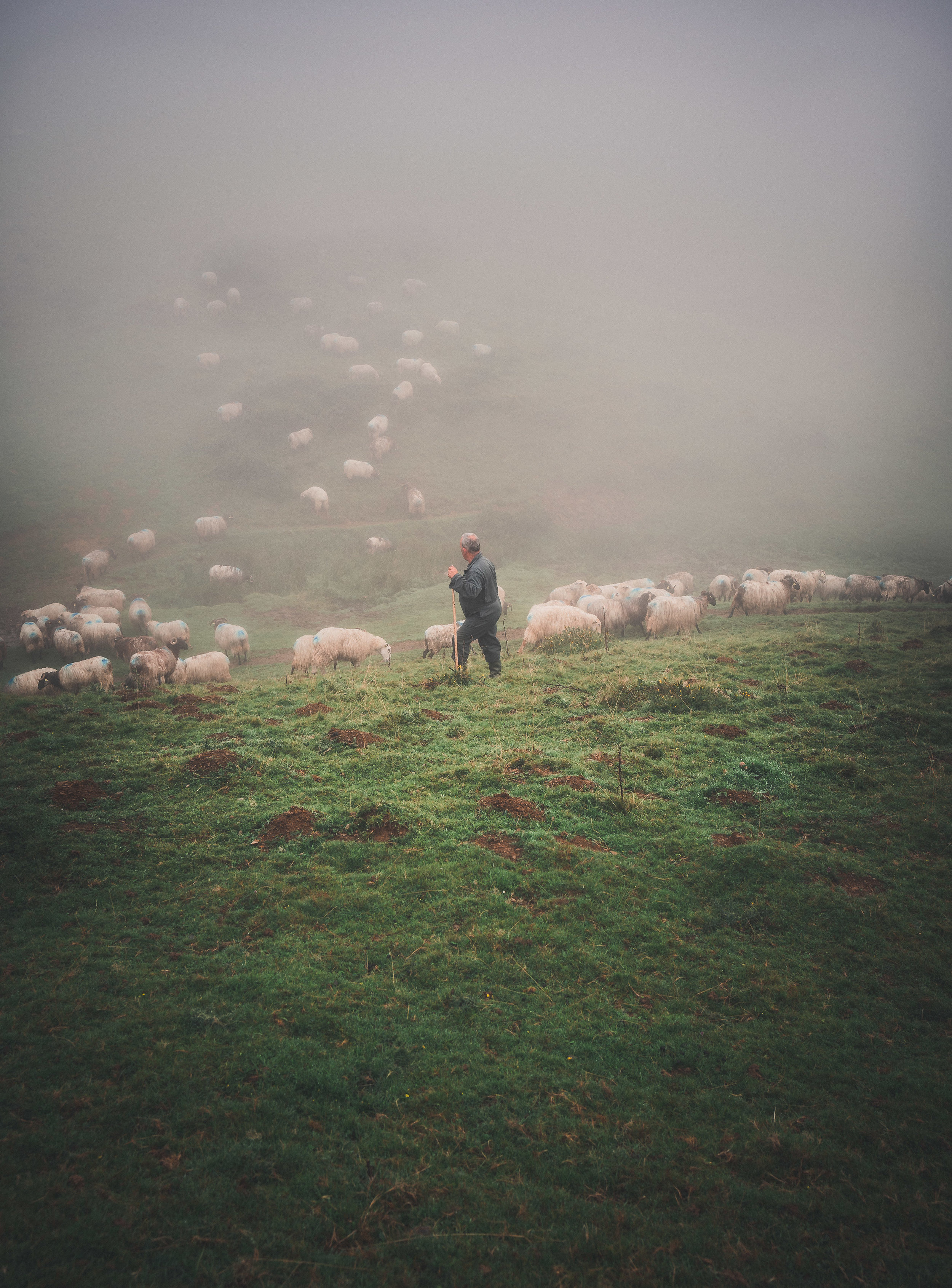 A farmer tends his flock in the early morning