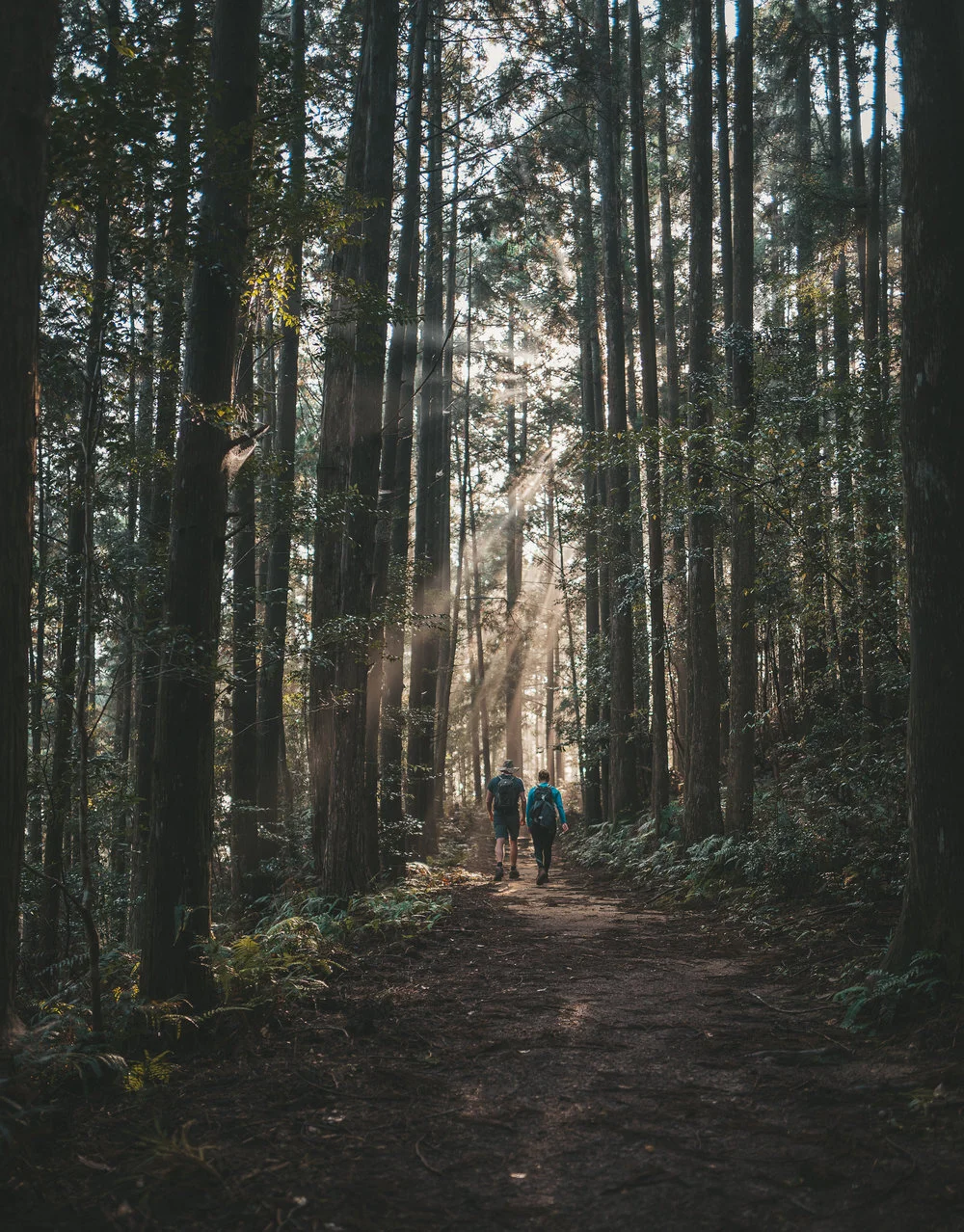 stock-photo-a-walk-in-the-woods-236262727.jpg