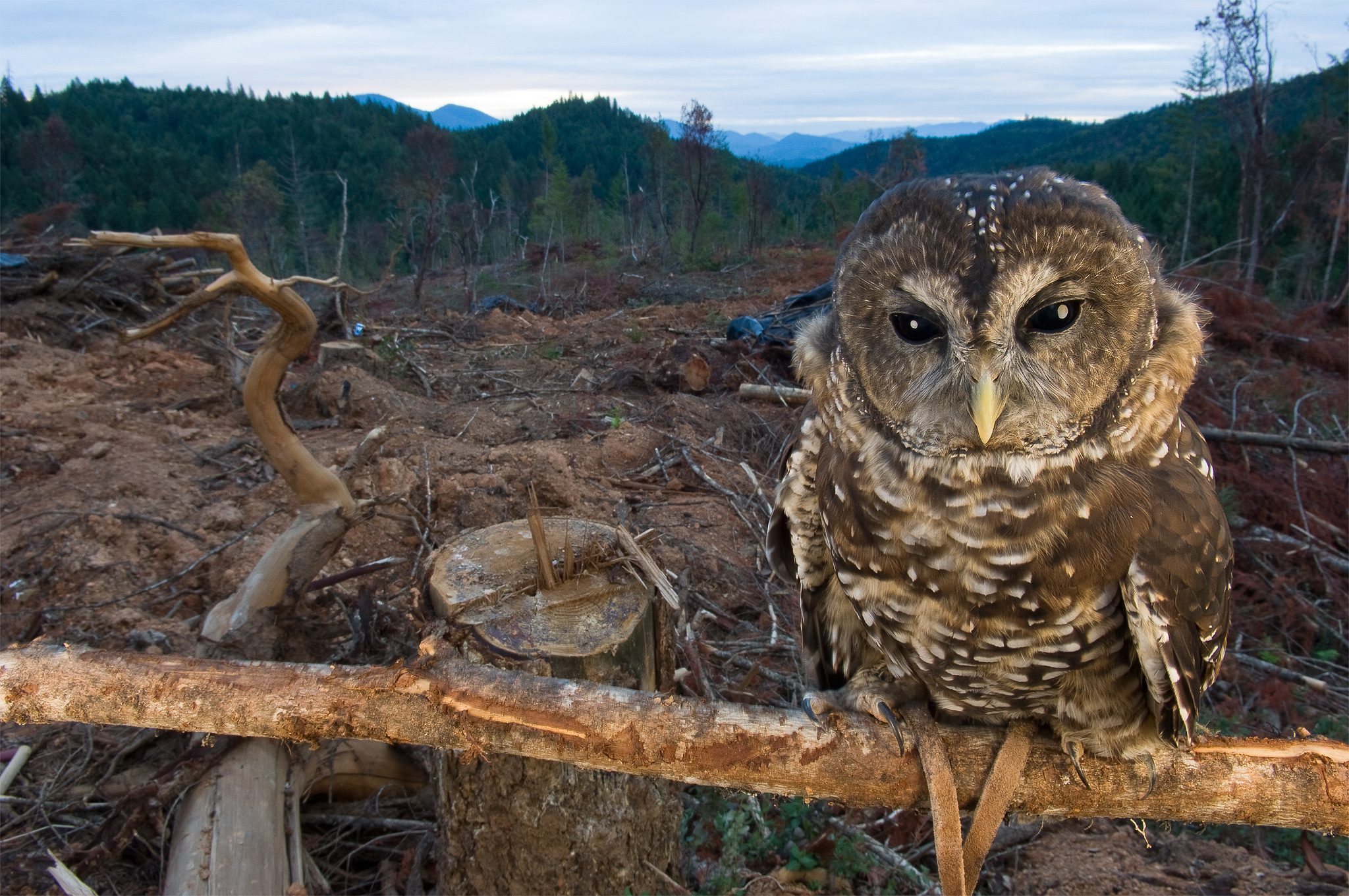 owl.jpg