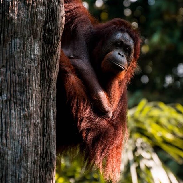 &ldquo;I dream of our vast deserts, of our forests, of all our great wildernesses. We must never forget that it is our duty to protect this environment.&rdquo; - Nelson Mandela . We at the AITC are working hard to protect our environment and all its 