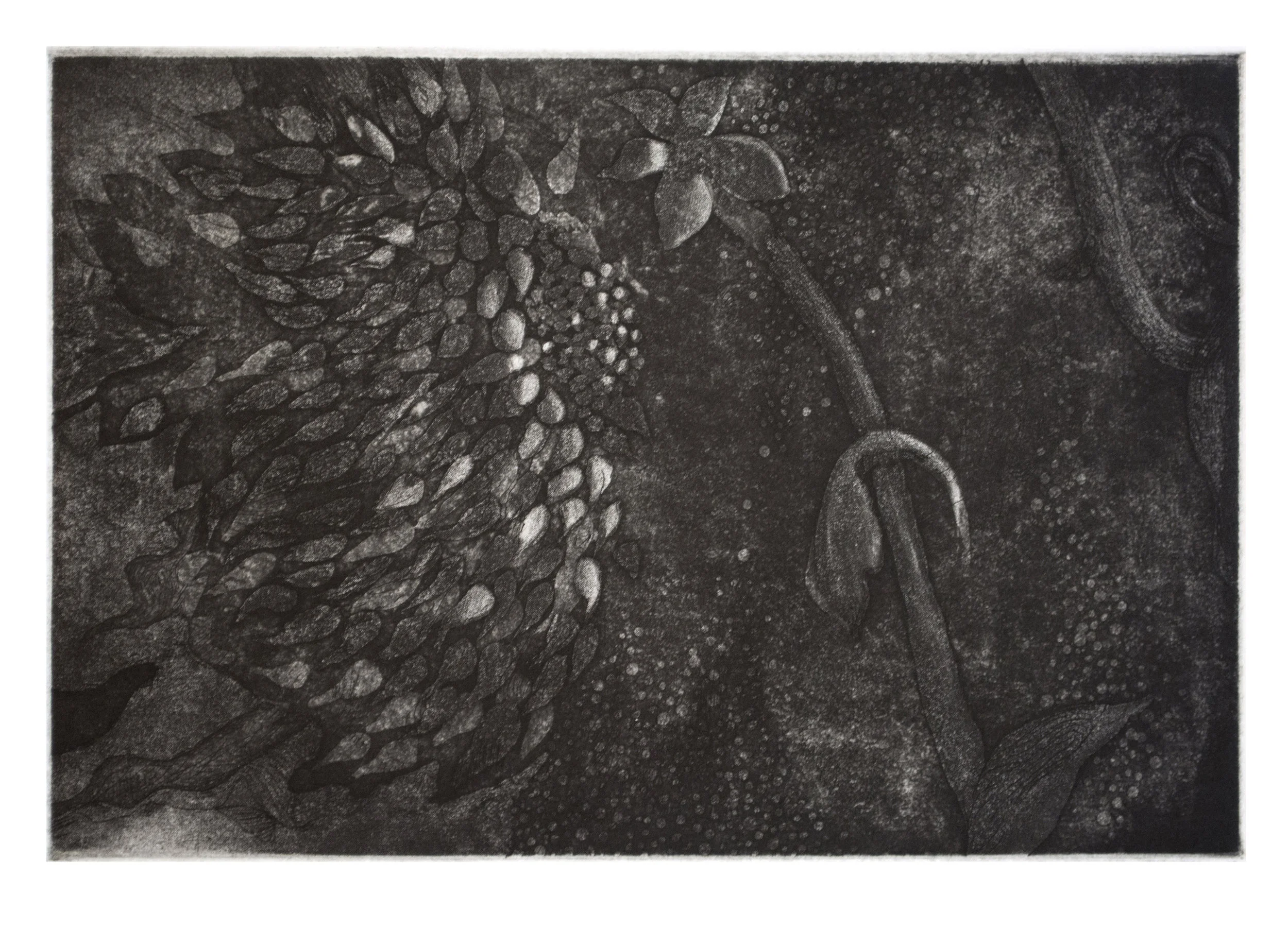Moonlit Flora, 2015. Etching, image: 6 x 9”