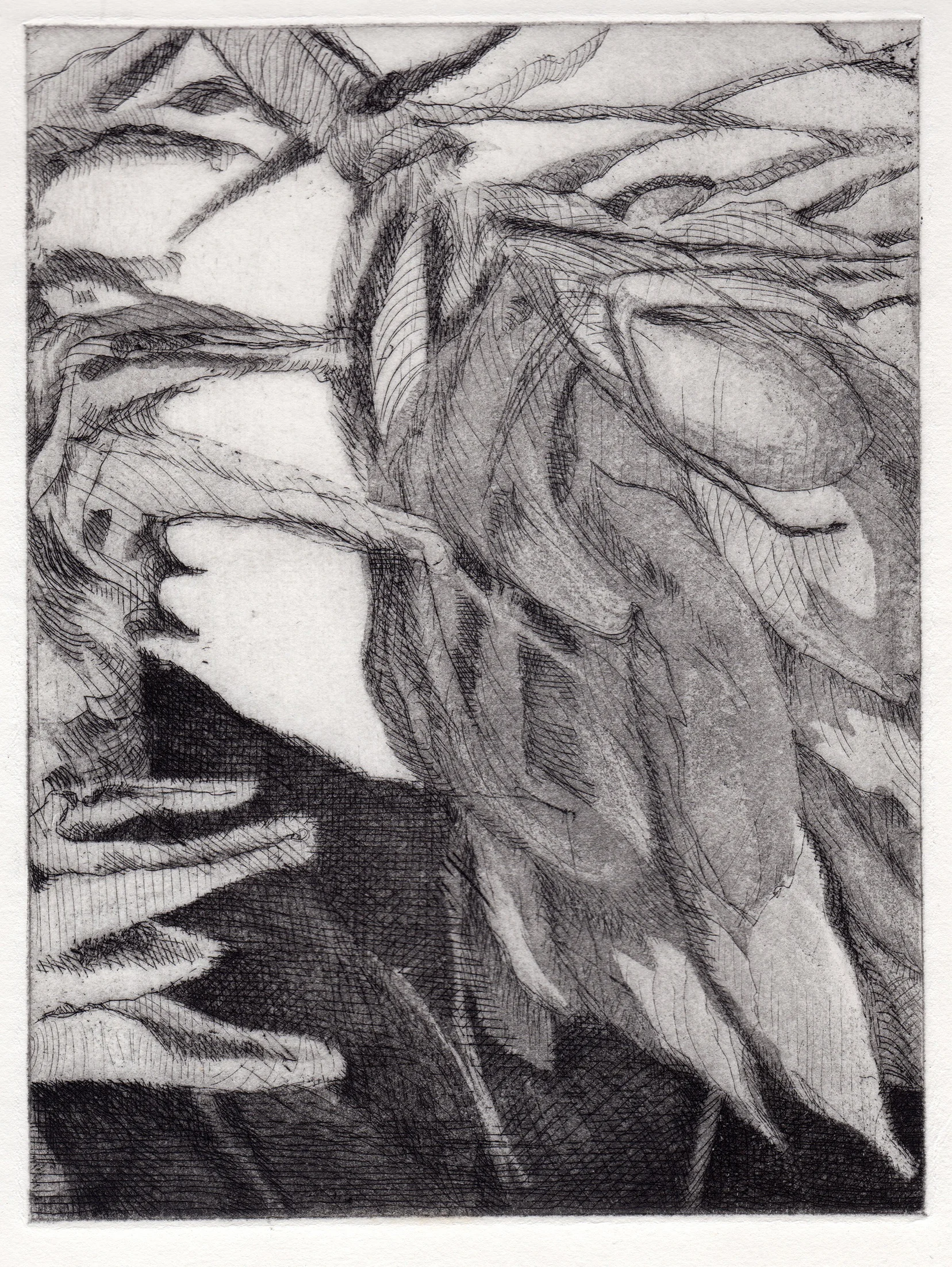 Fallen Giant, 2019. Etching, 8x6"