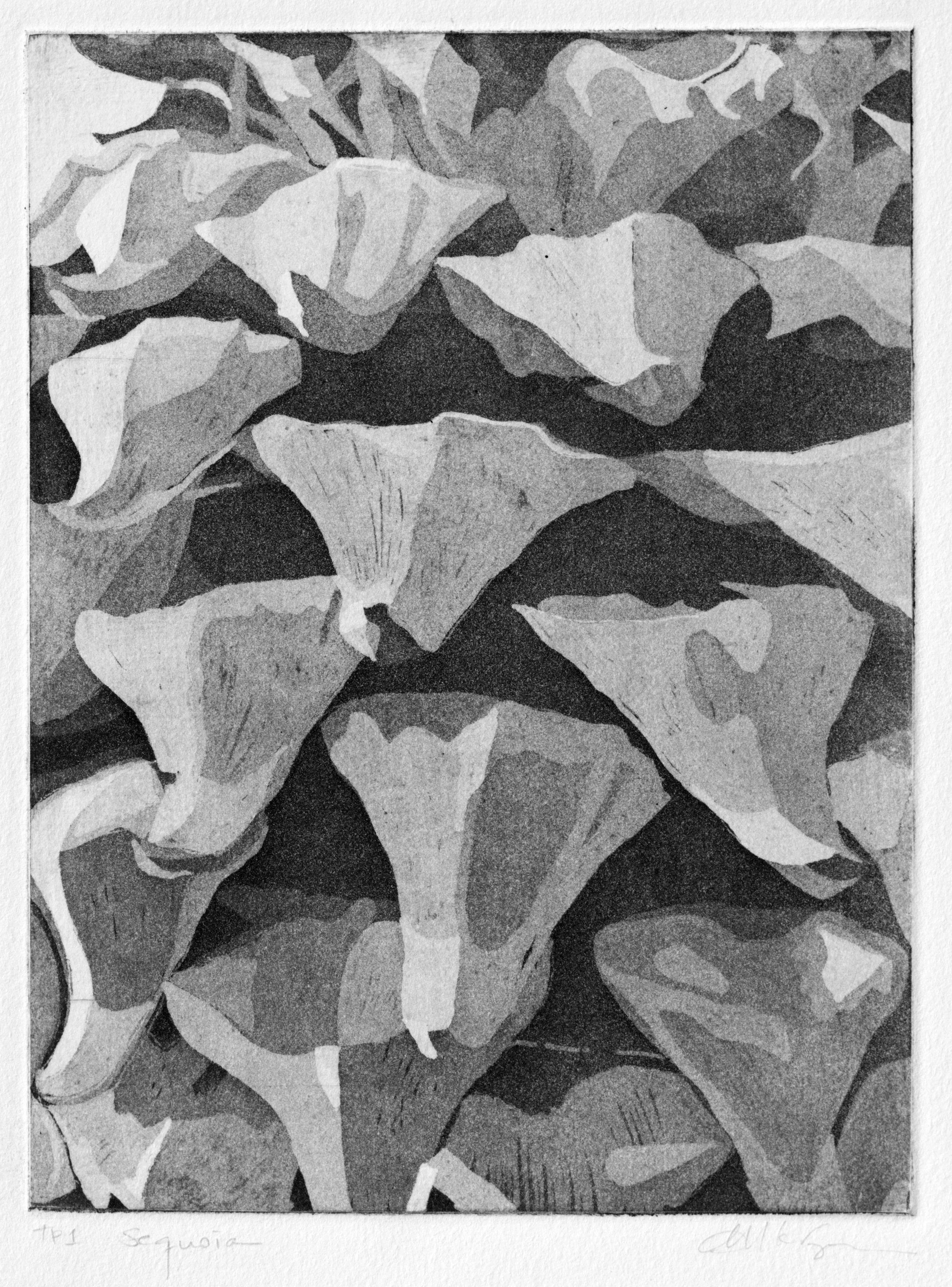 Sequoia, 2017. Aquatint, 8x6"