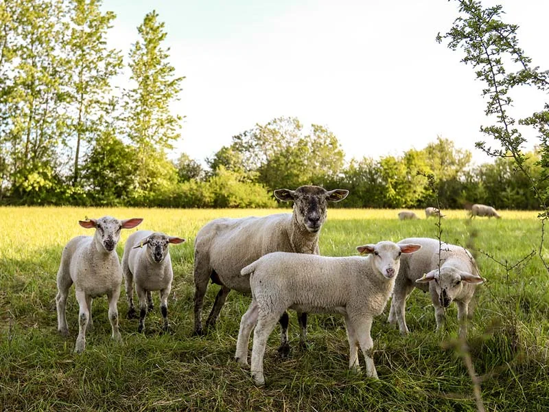 spring-lambs.jpg