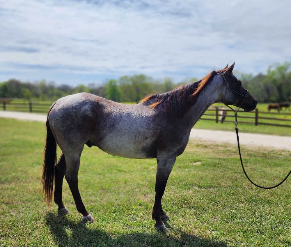 TYROAN — Tempe Creek Ranch, image size:1000x848