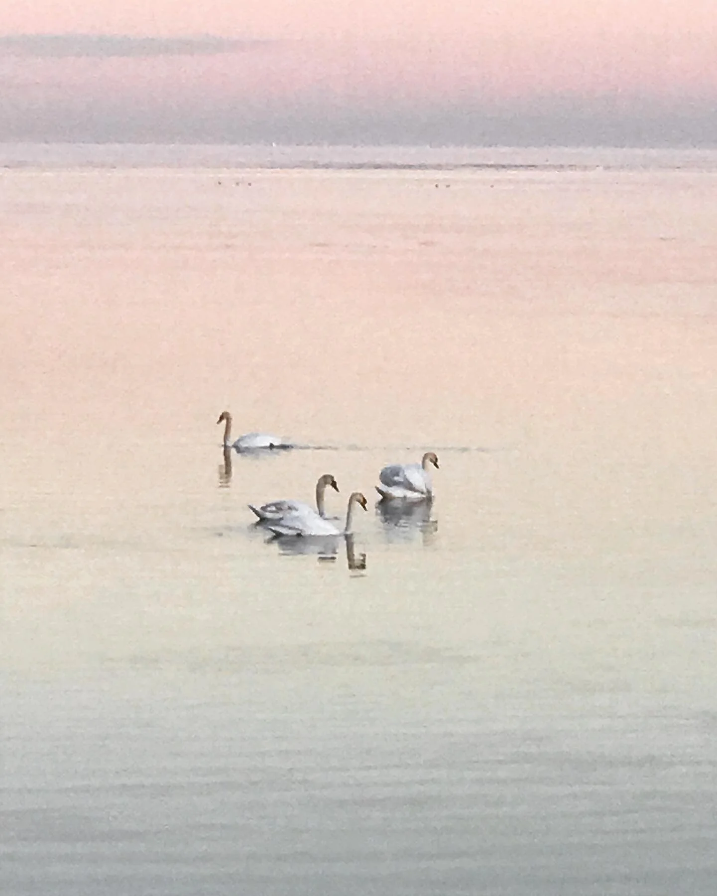 Lake light.
-
#canada #lakeontario #winter #swan
