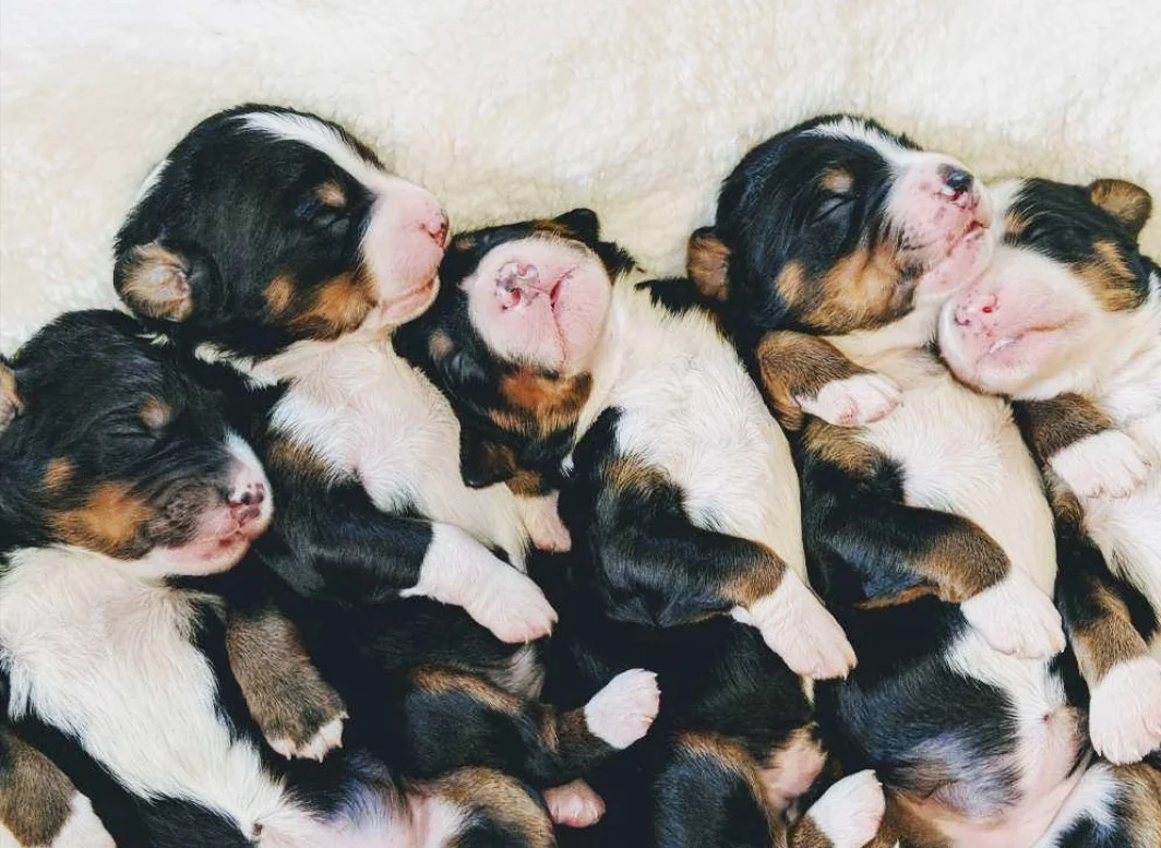 Faq S Rocky Road Doodles But bernedoodles come in many colors). faq s rocky road doodles