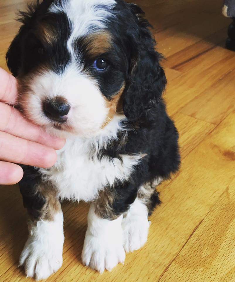 tri colored goldendoodle