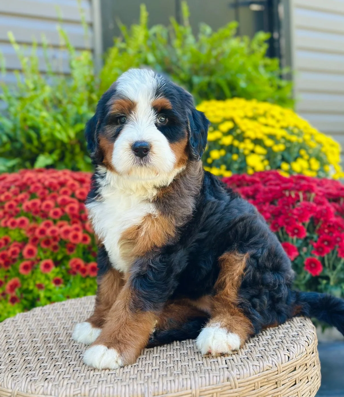 $30,000 Pink female Ultra Bernedoodle 