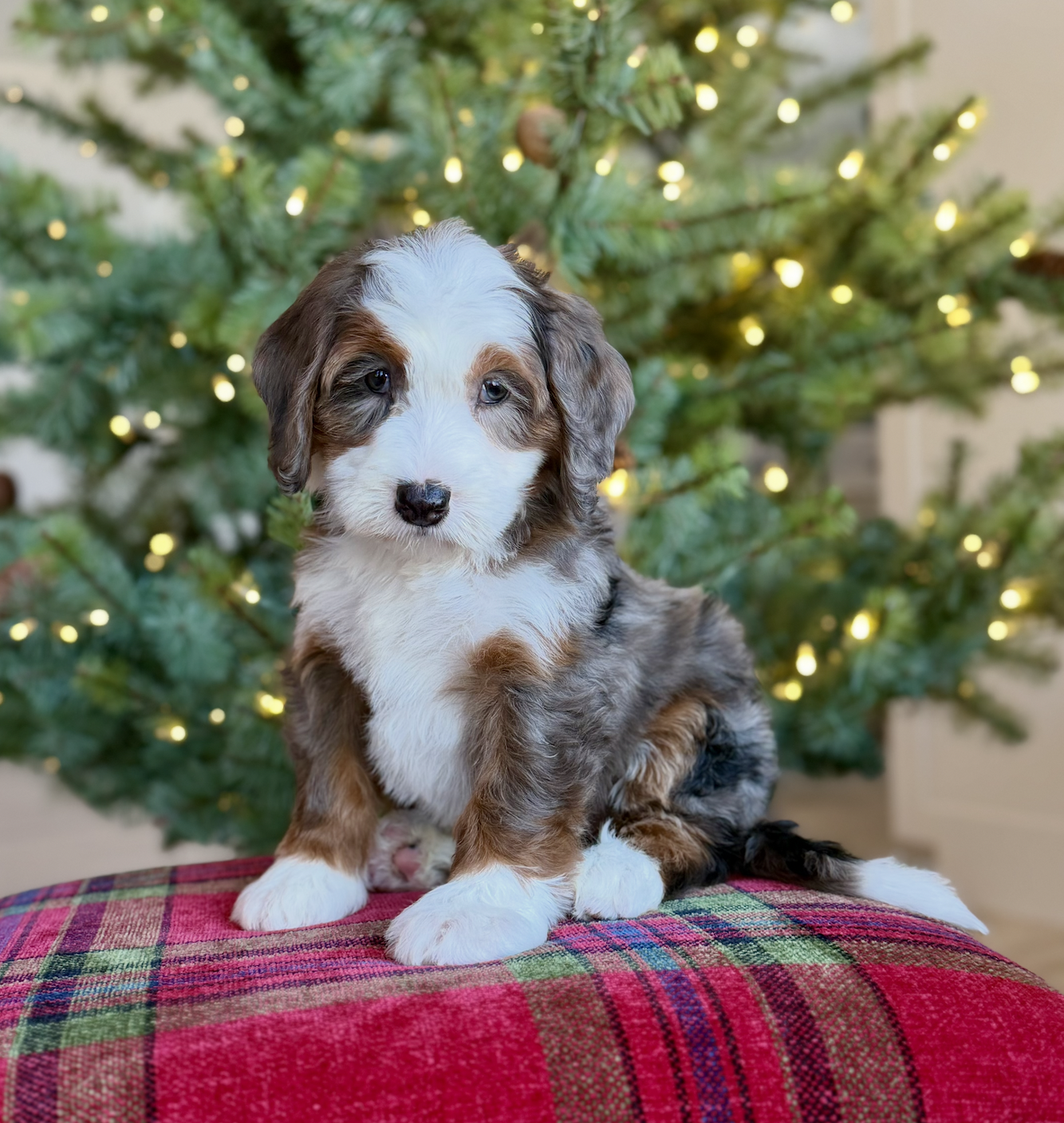 $12,500 Green female