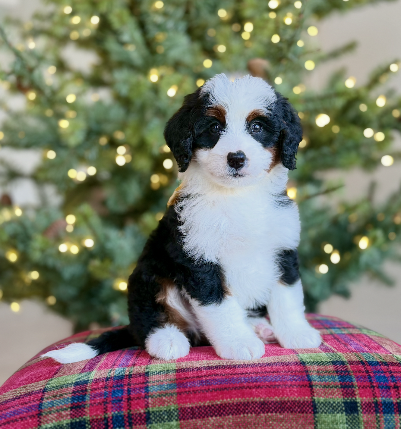 $5,500 Yellow female