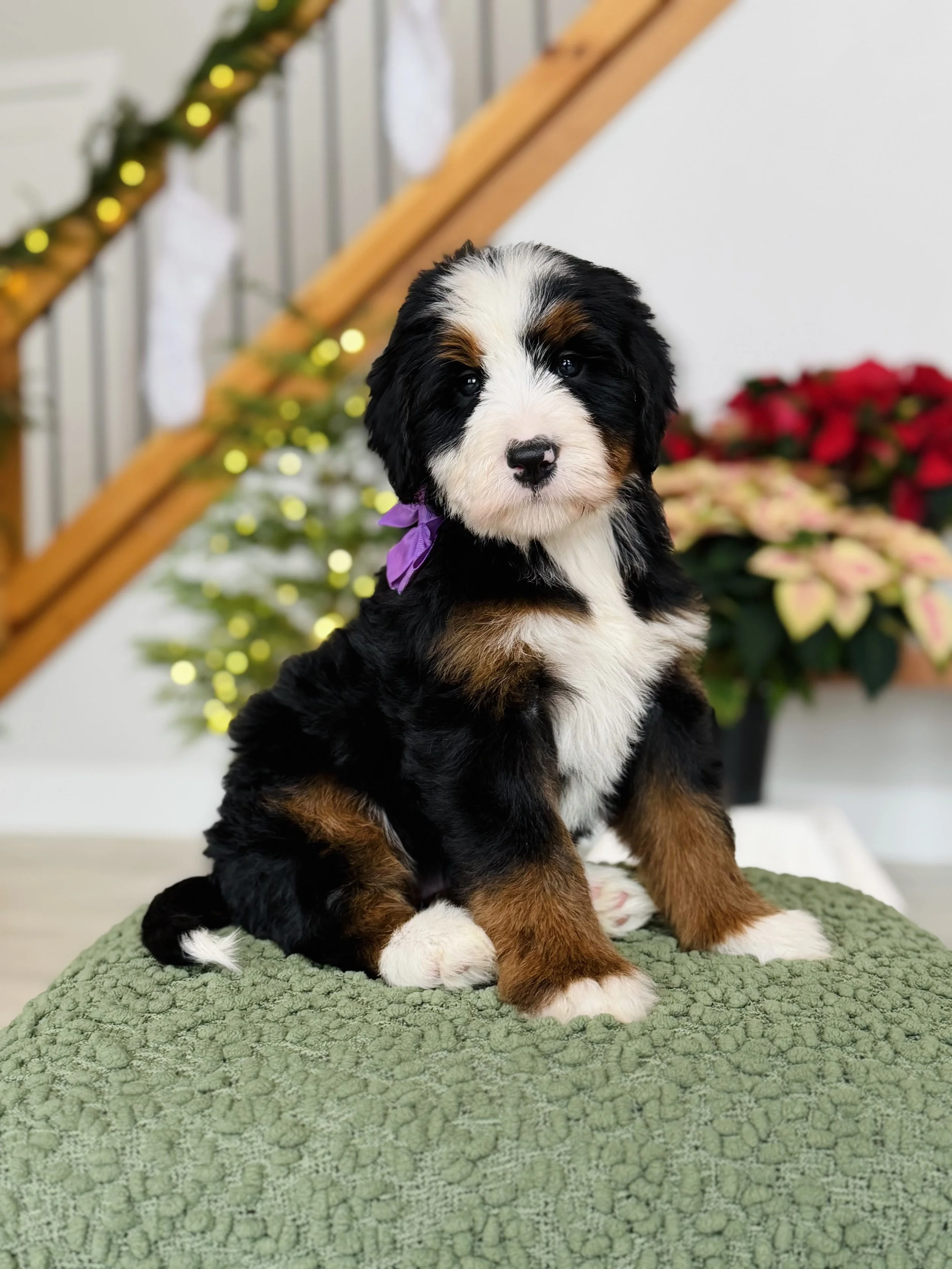 $8,500 Purple Female