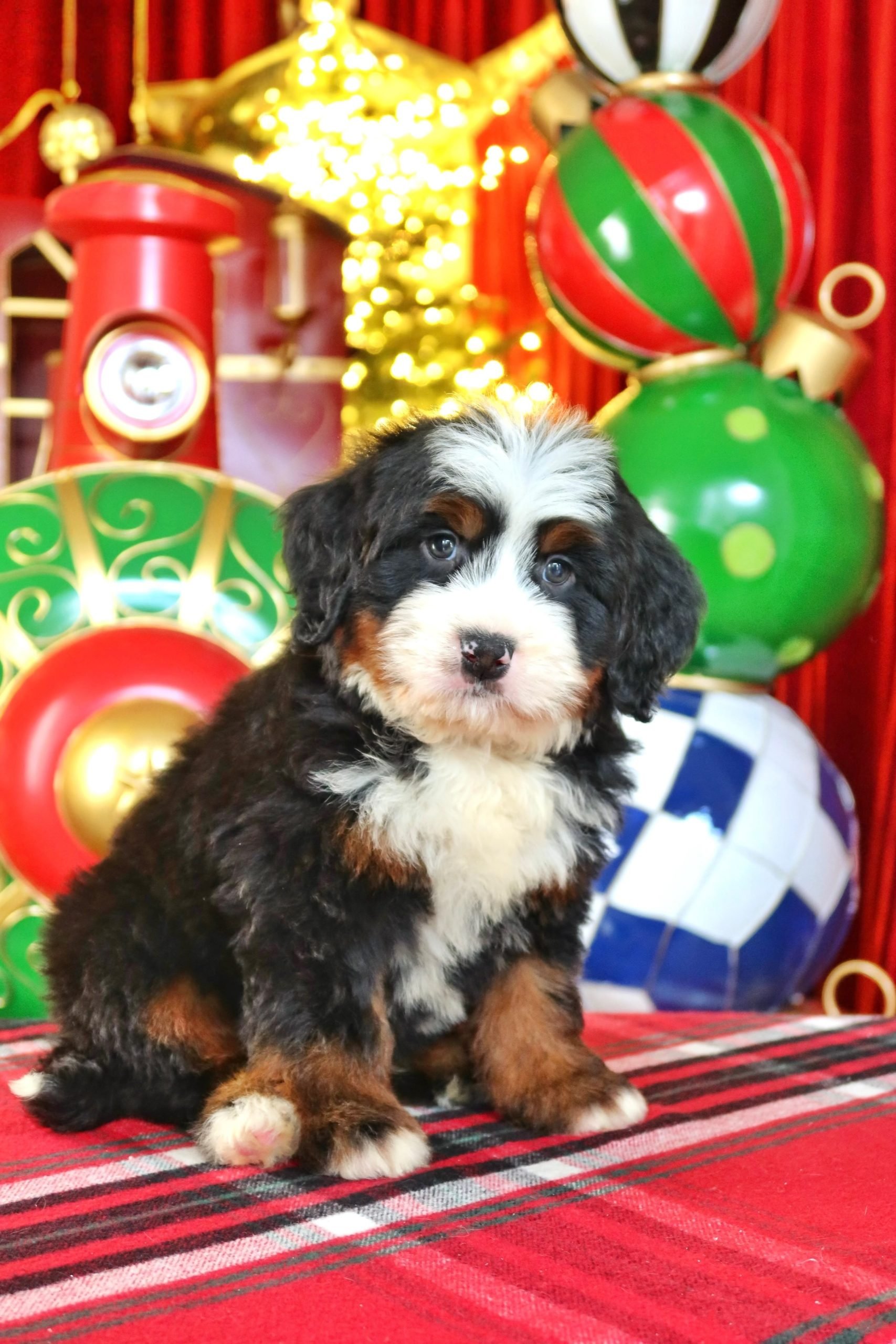 $8,500 Brown Male