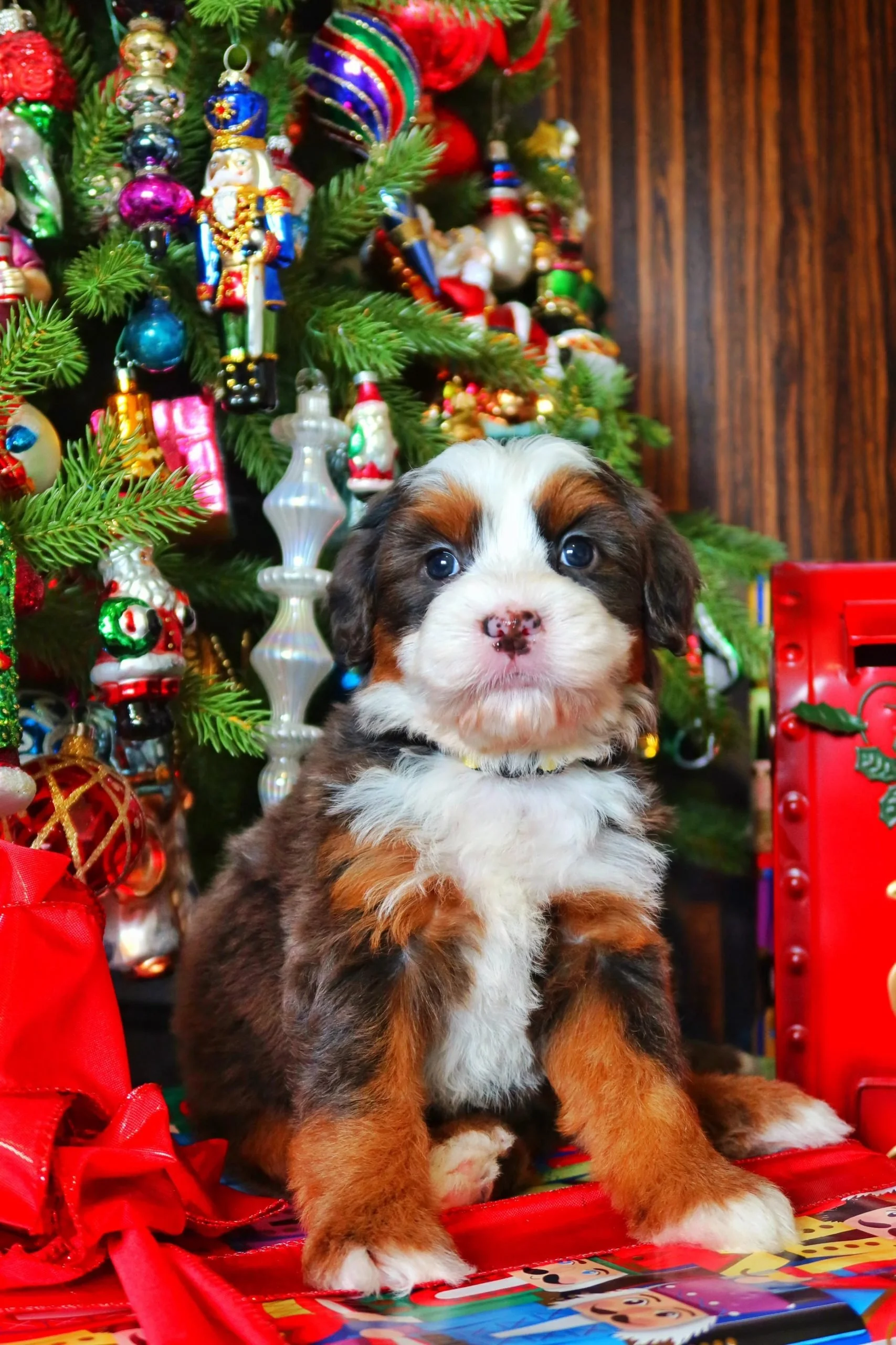 $12,000 Lemon Female