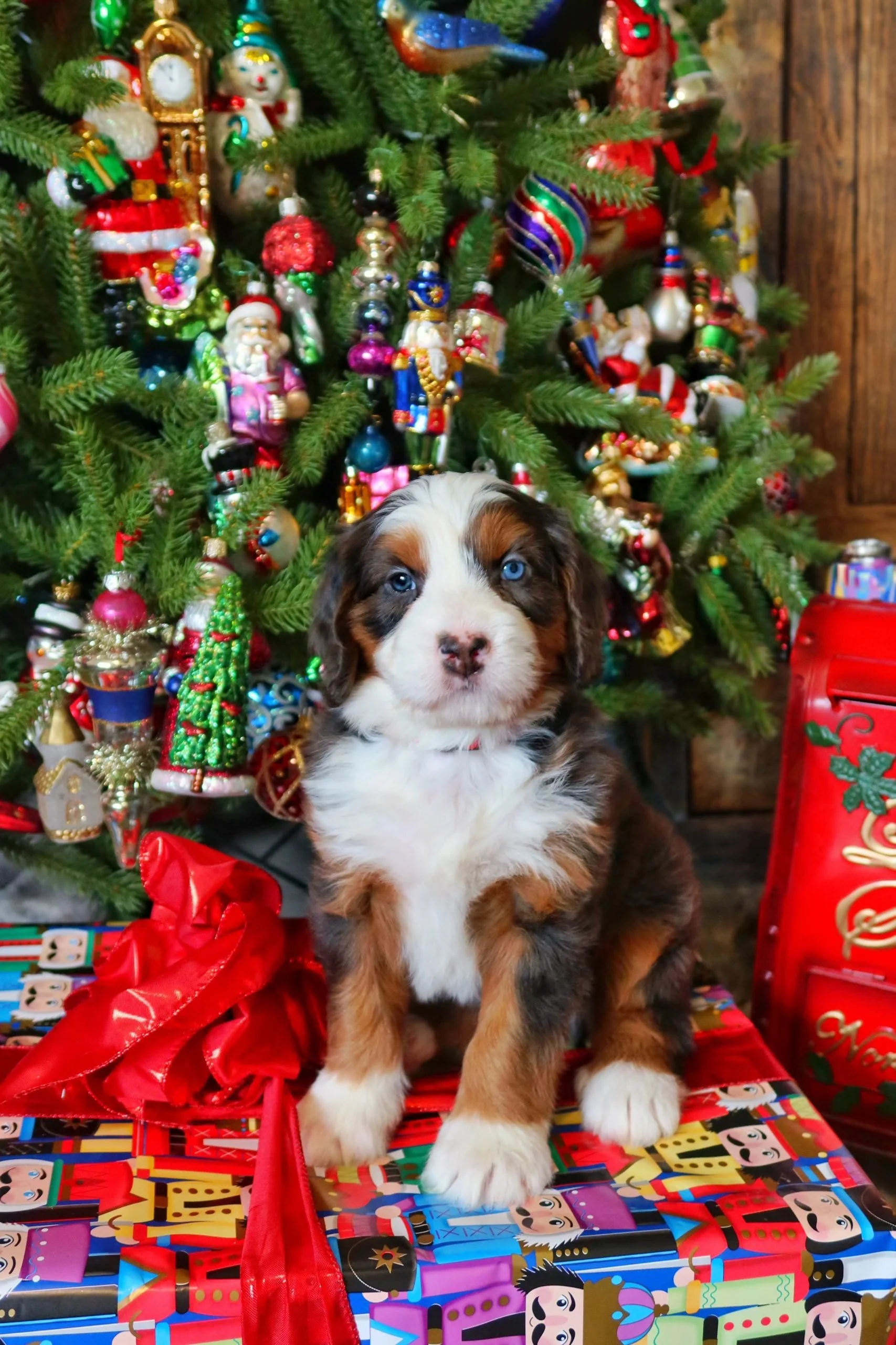 $7,000 Cherry Male