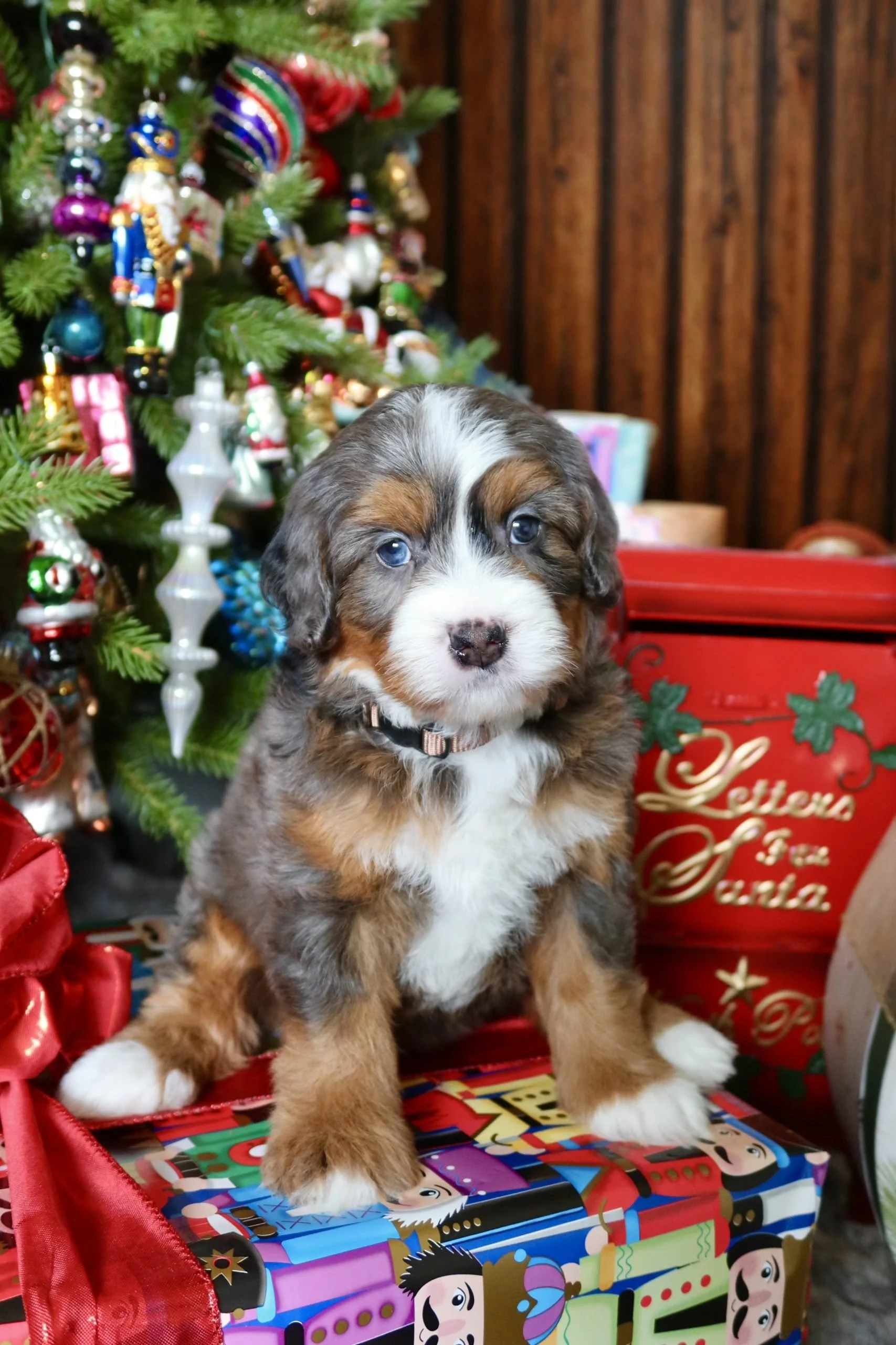 $5,750 Hazelnut Female