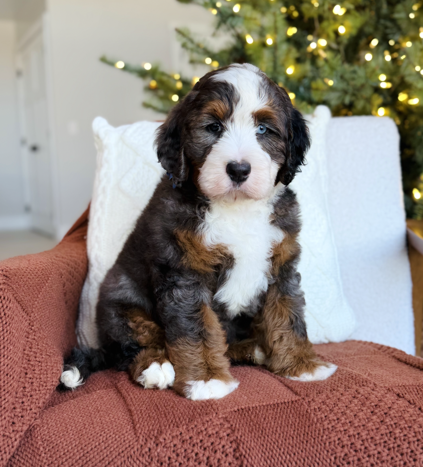 $7,500 Blue male