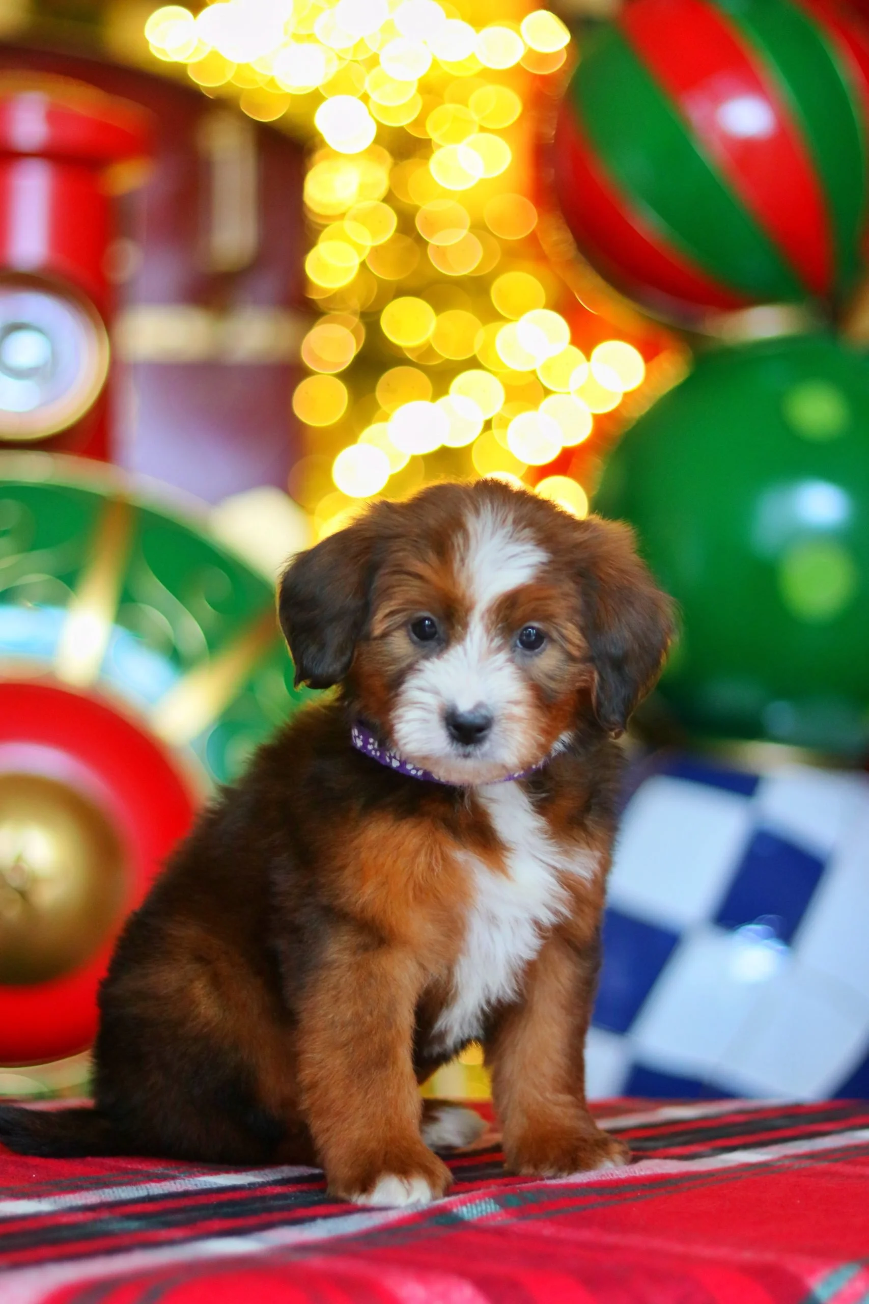 $4,000 Purple Female