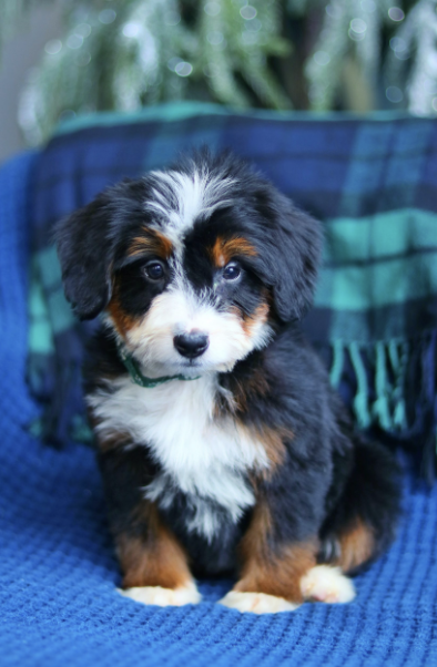 $5,750 Emerald Female