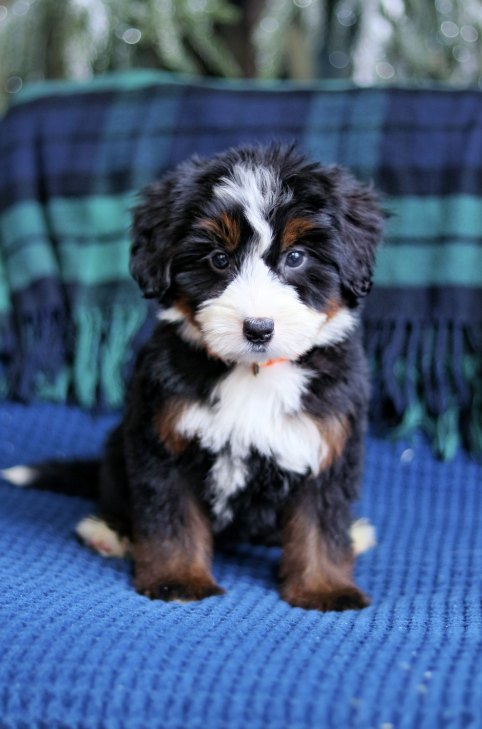 $4,750 Orange Female