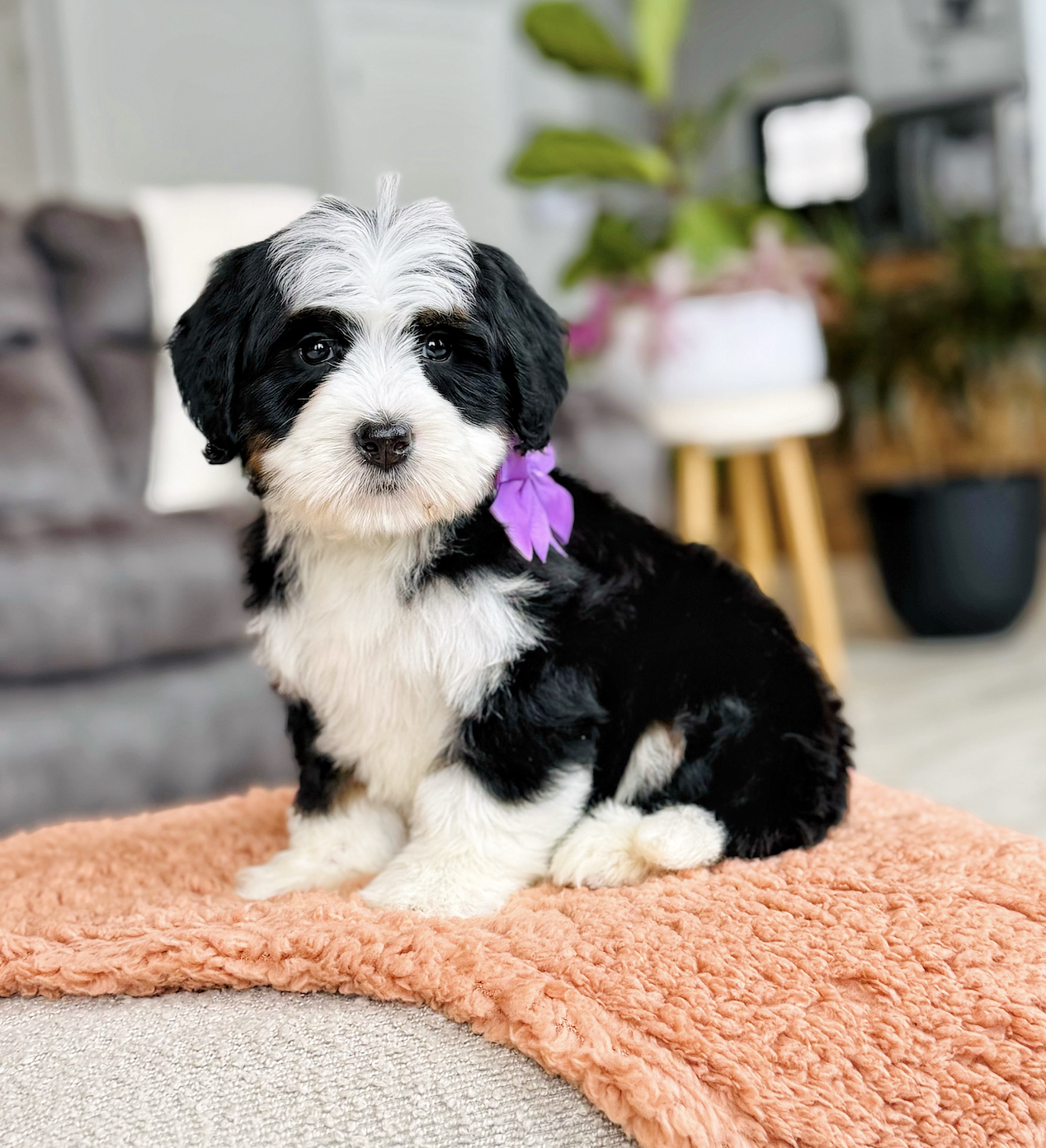 $2,250 Purple female