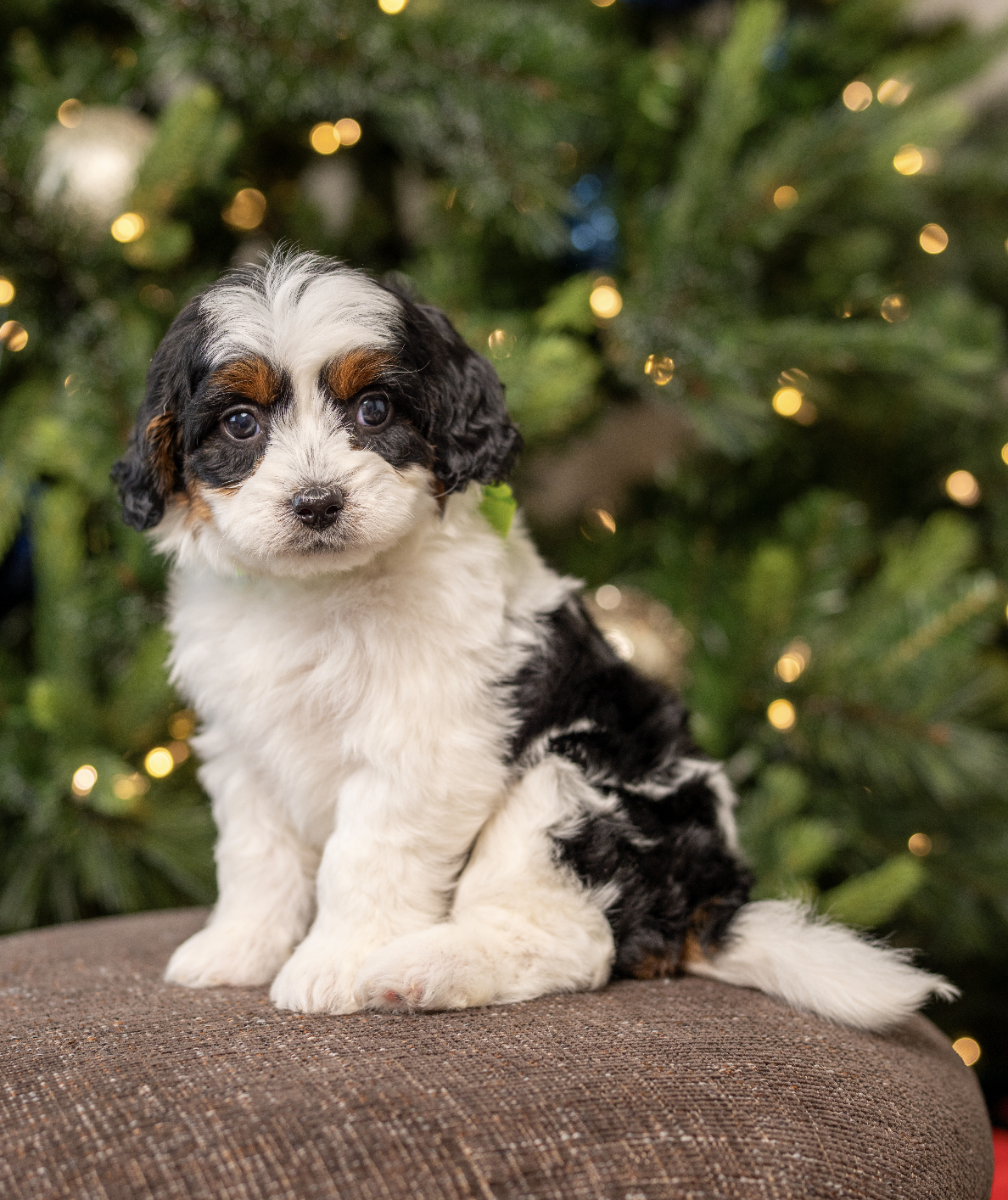 Screenshot 2026-01-02 at 11.29.30 AM.png