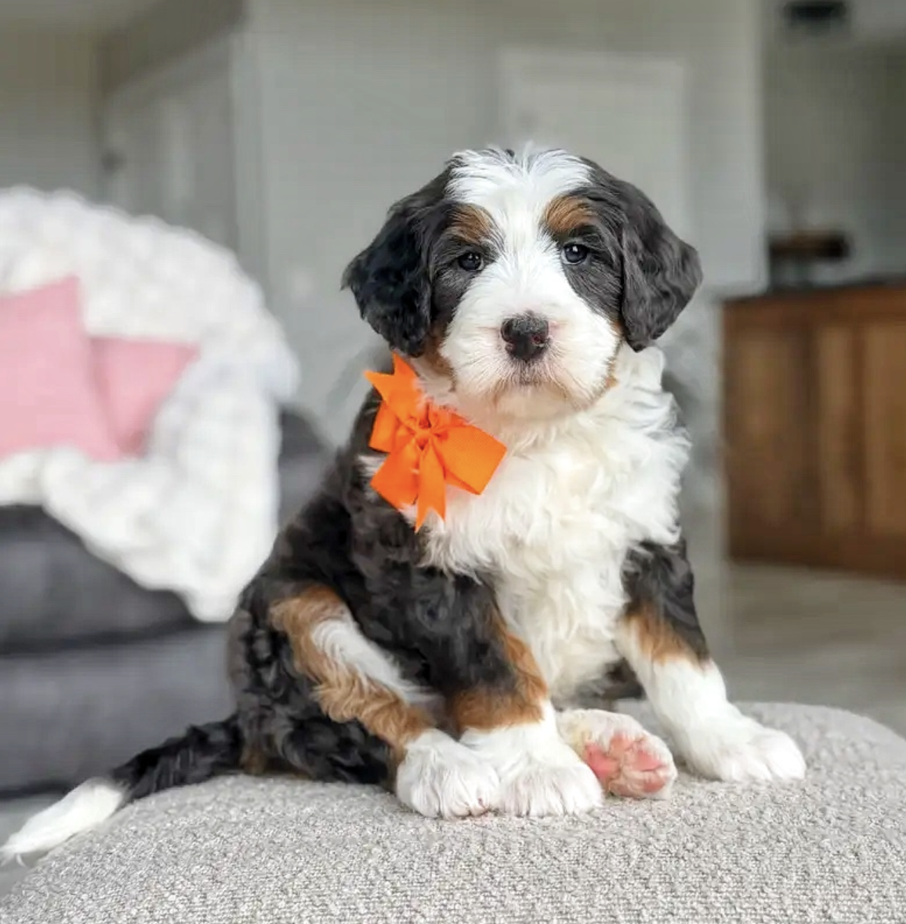 $5,000 Orange female