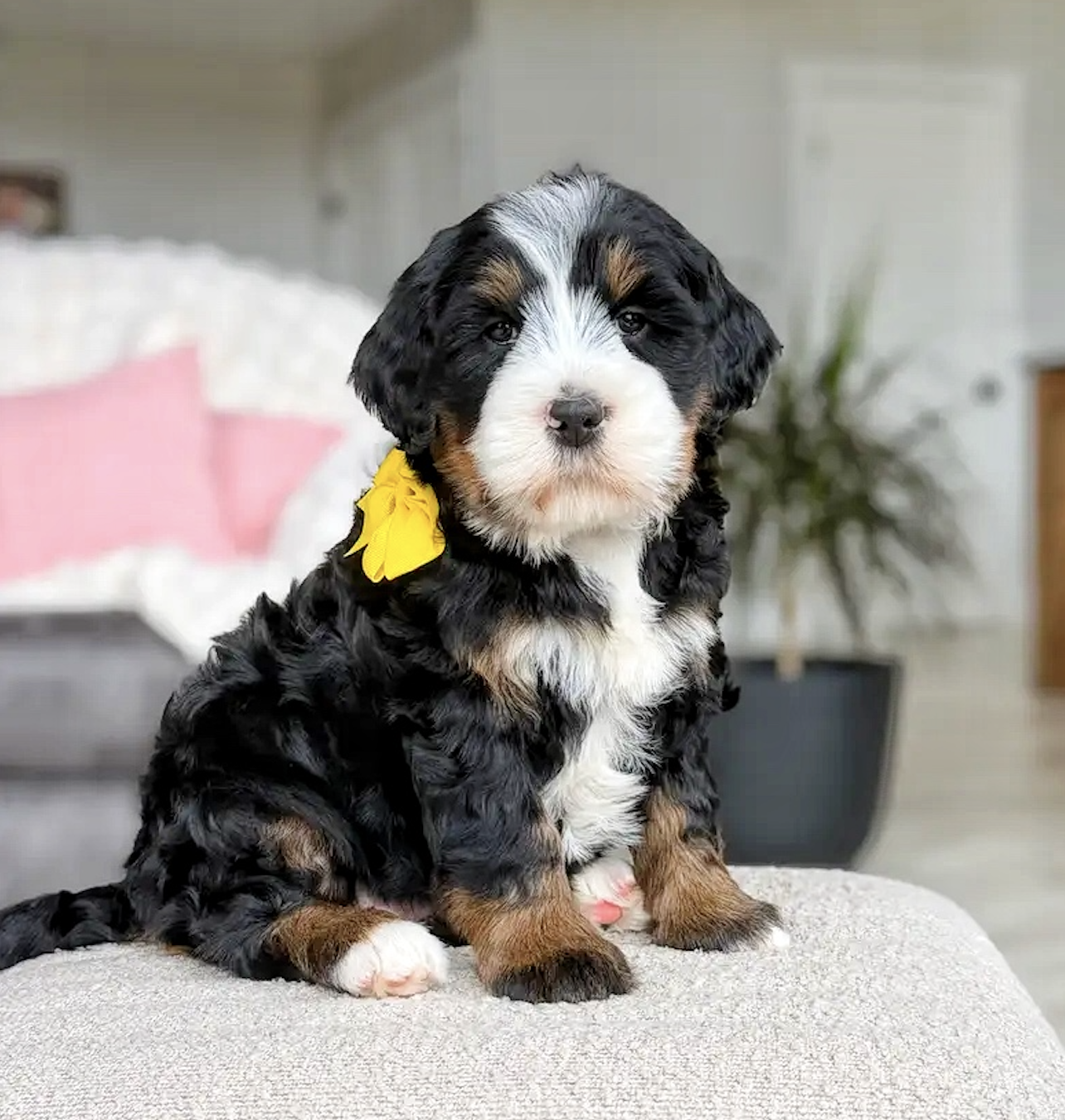 $5,500 Yellow female