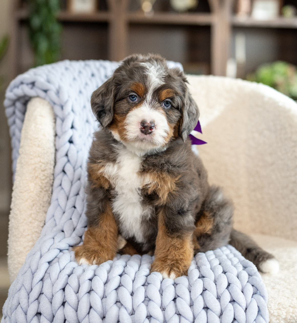 (Sold) $8,500 Purple male