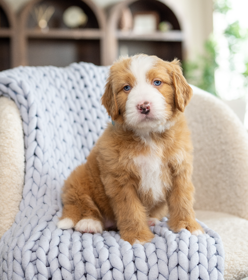 (Sold) $6,500 Blue female