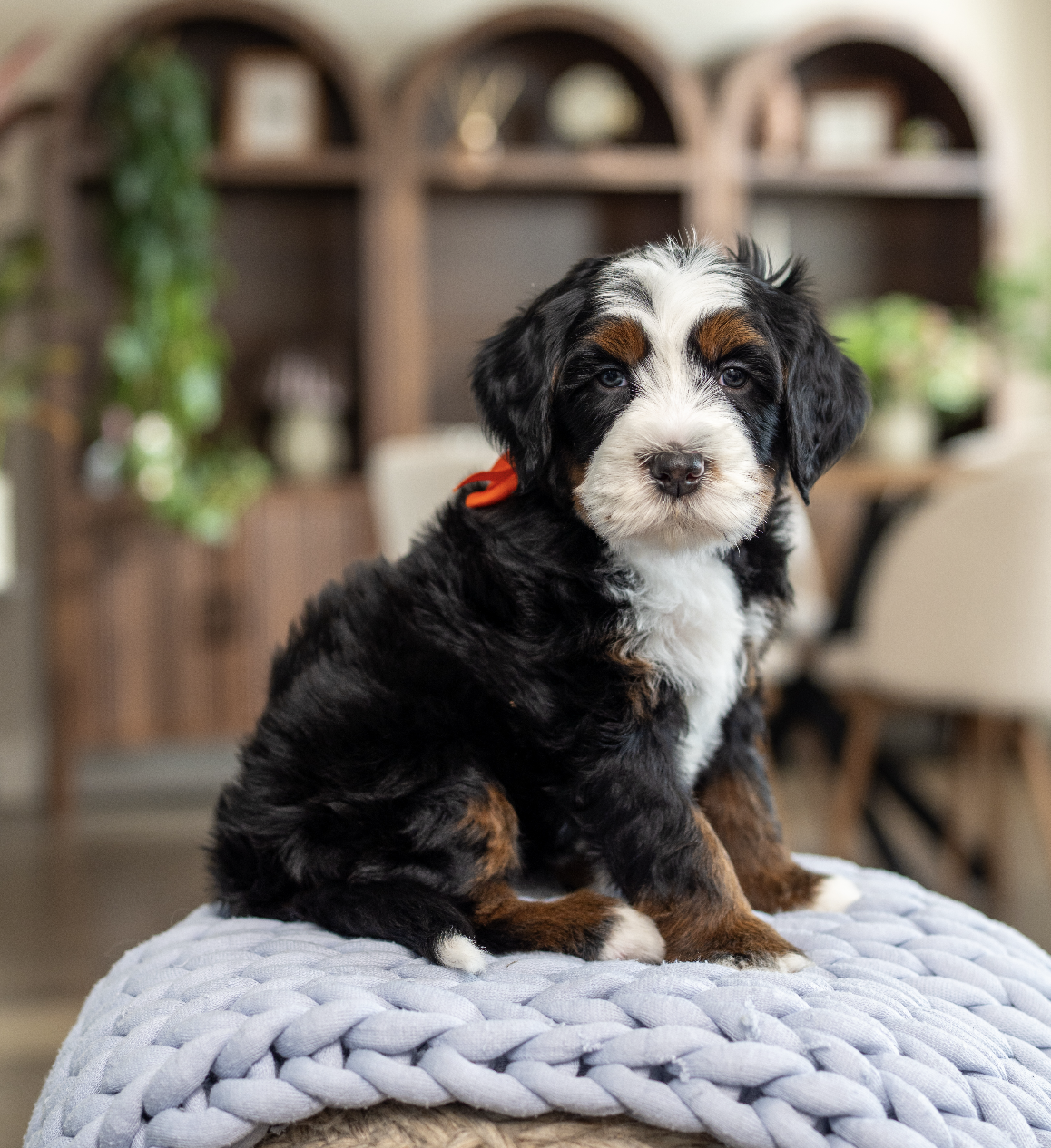 (Sold) $8,500 Orange male