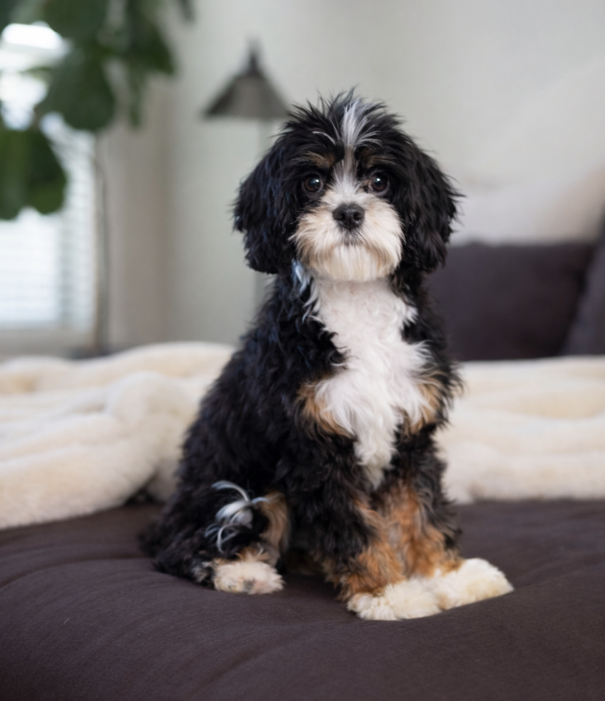 The Munchkin Bernedoodle: The Definitive Guide to the Smallest Bernedoodle