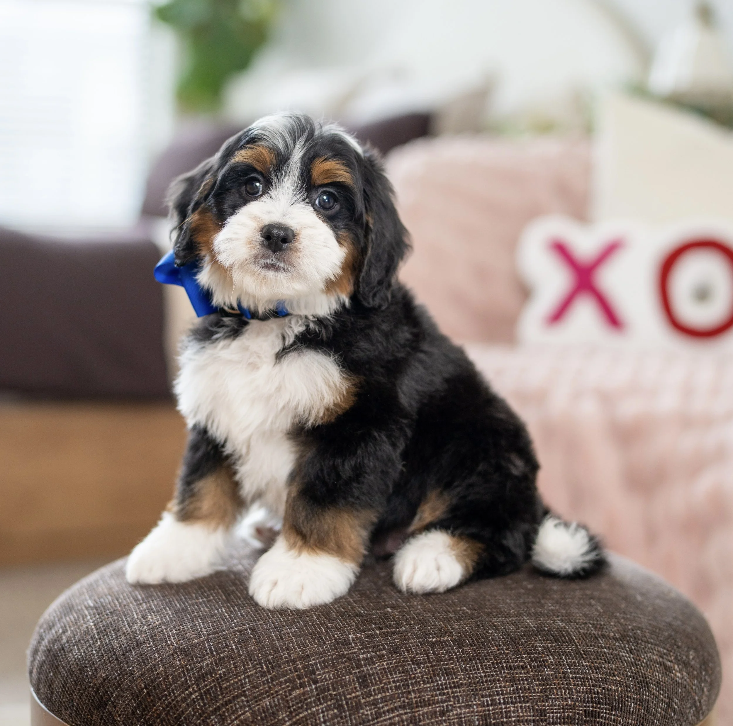 (Sold) $4,500 Blue Male