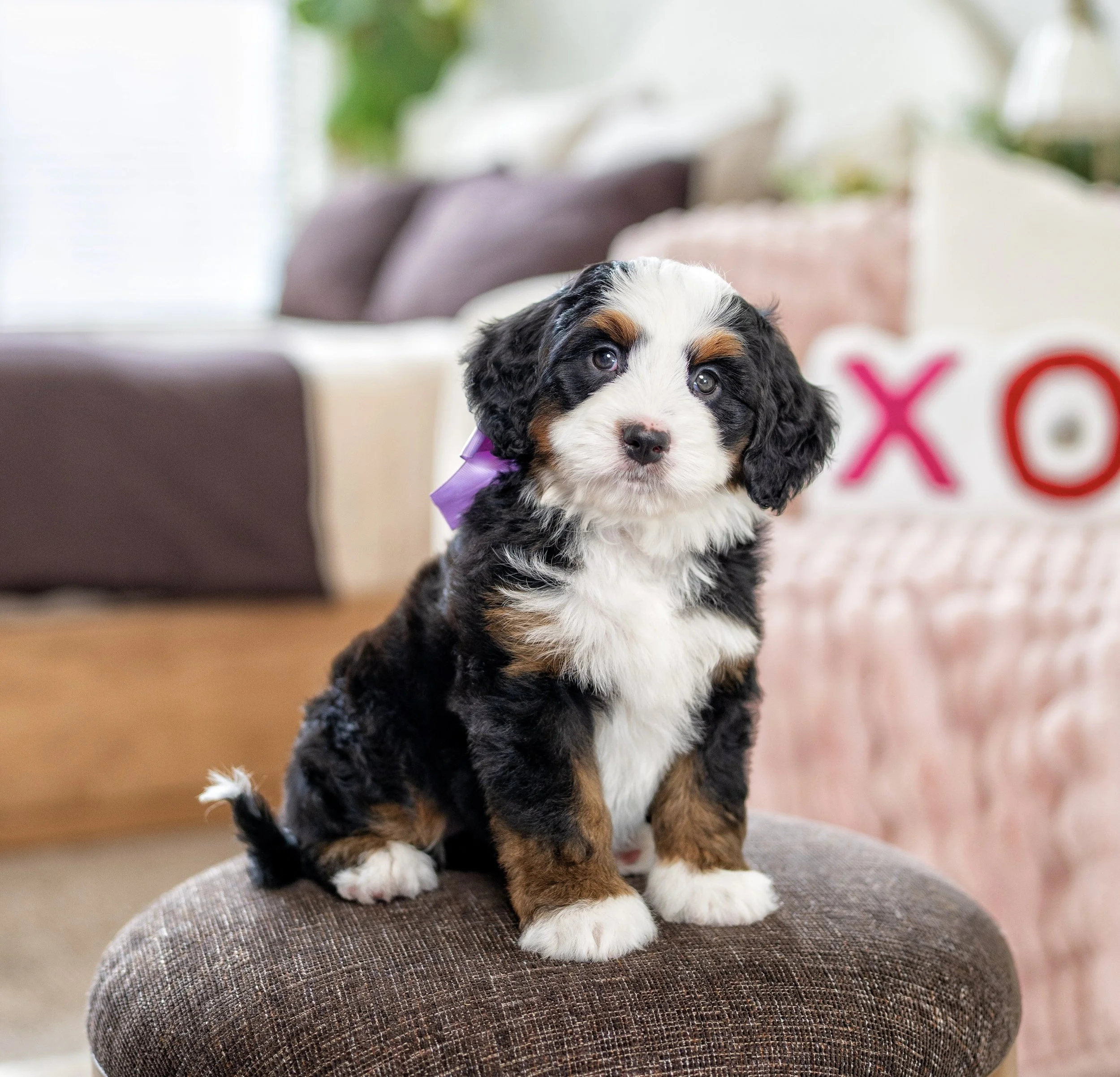 (Sold) $7,950 Purple Female