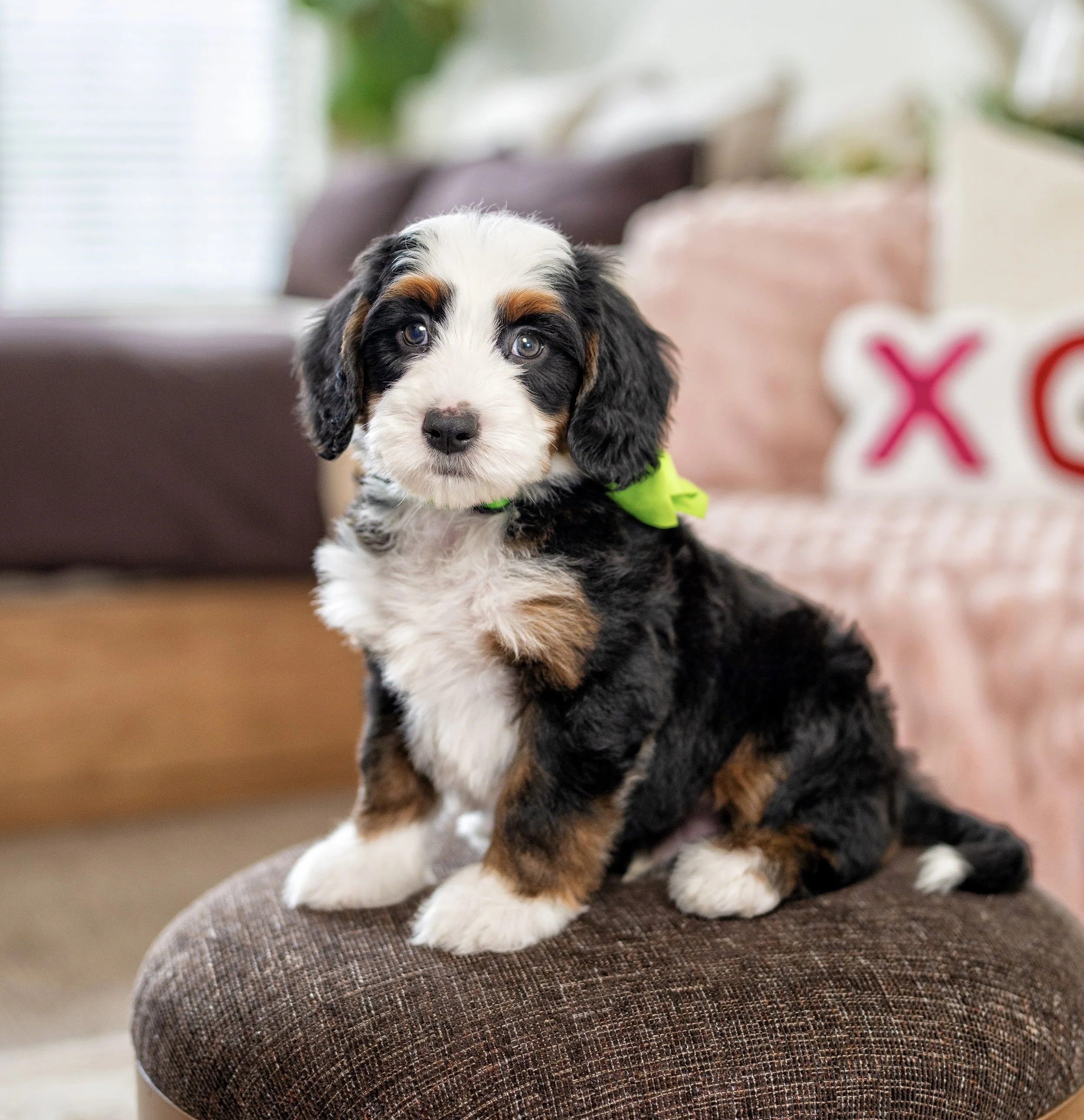 (Sold) $7,500 Green Male