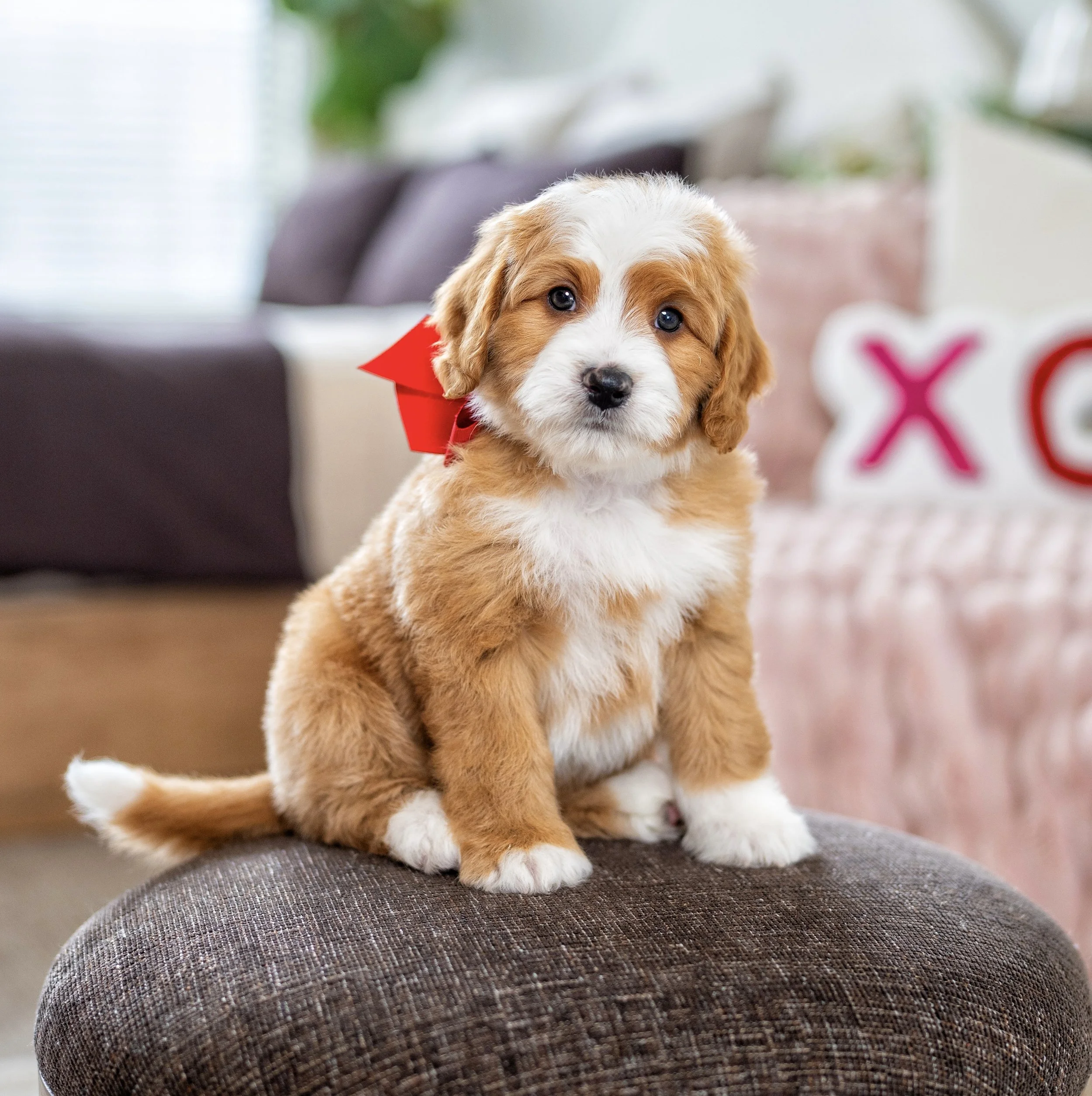 (Sold) $5,500 Red Male