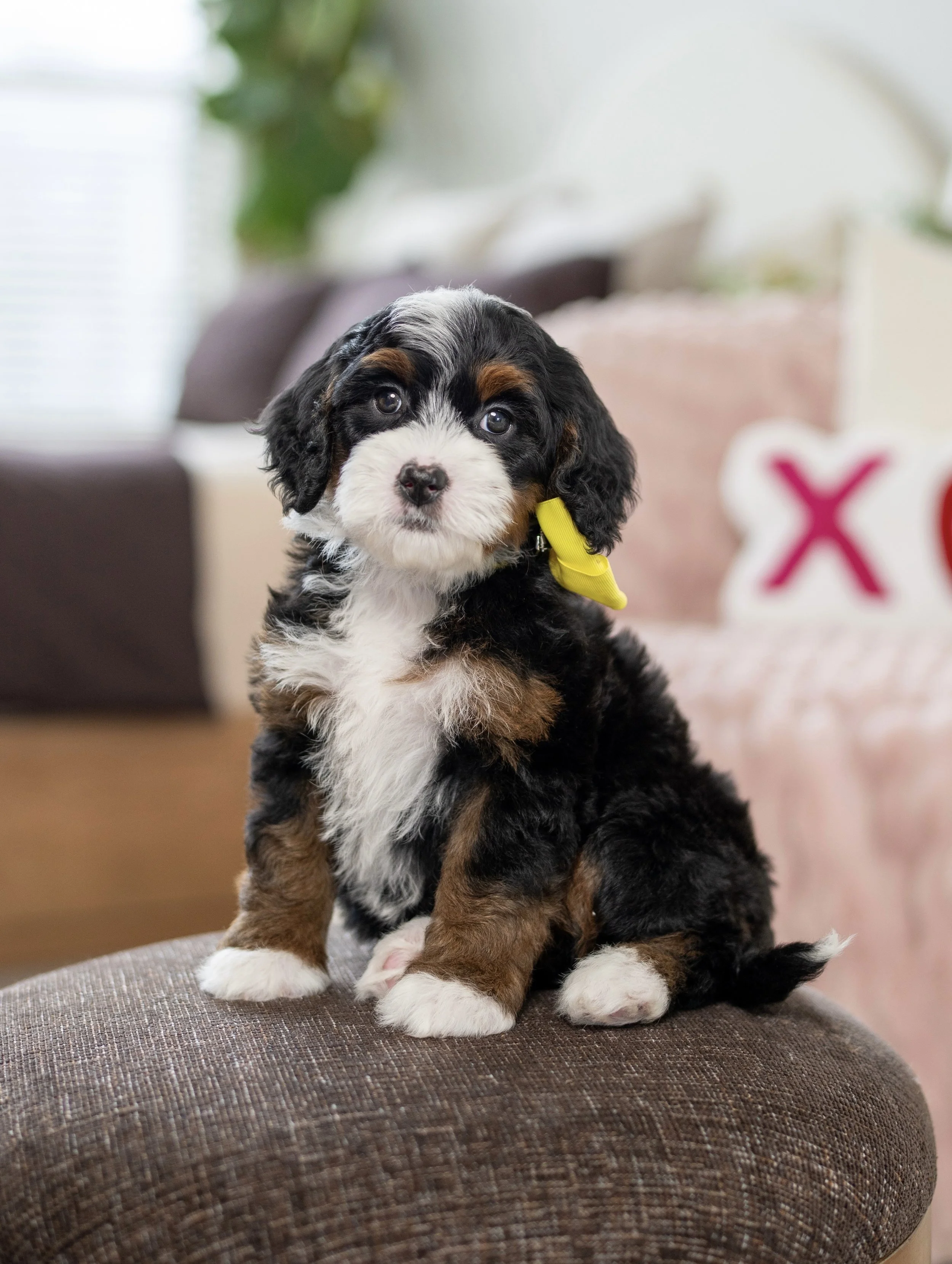 (Sold) $5,500 Yellow Female