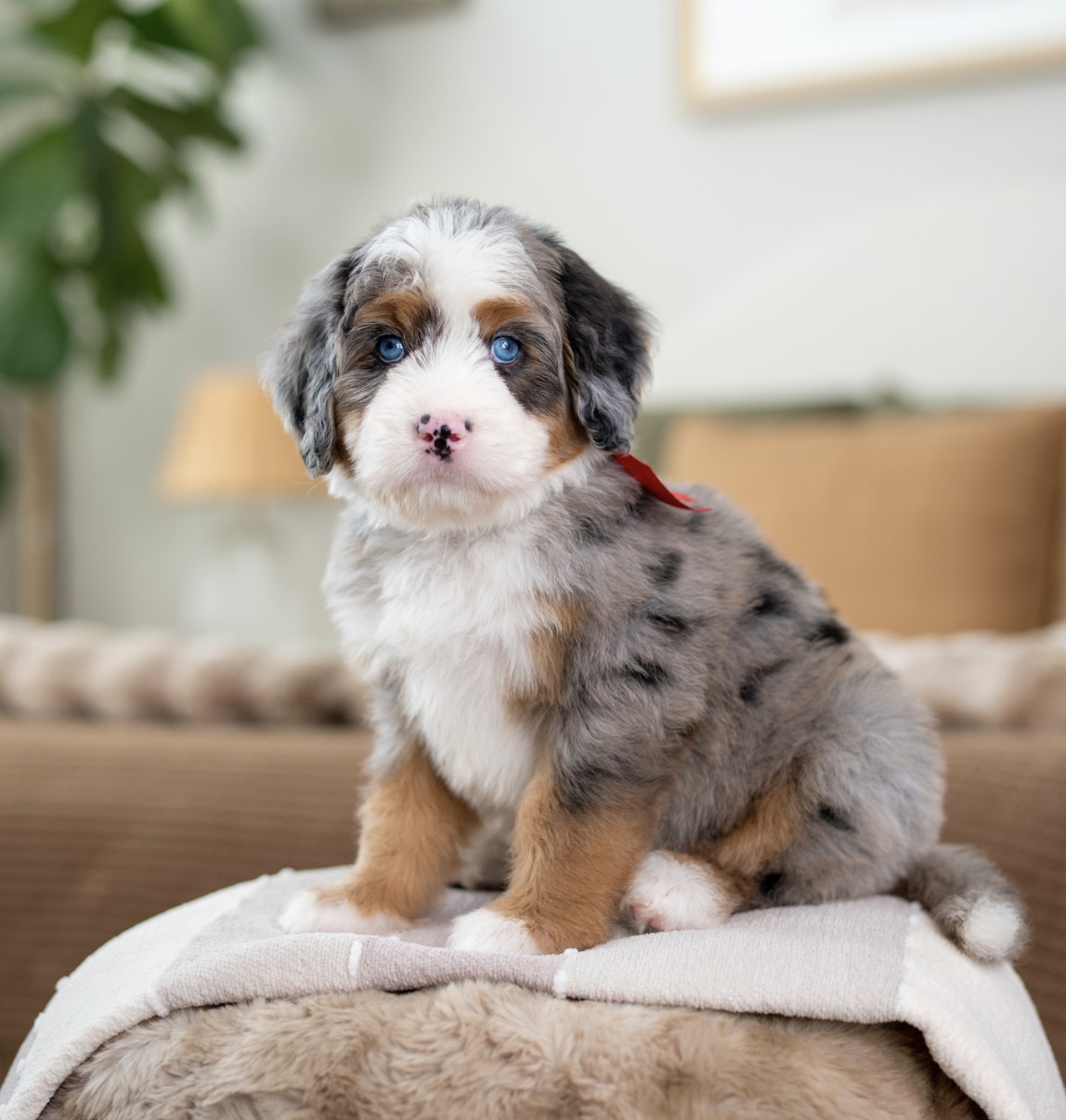 Where Does the Merle Pattern Come From in Bernedoodles?