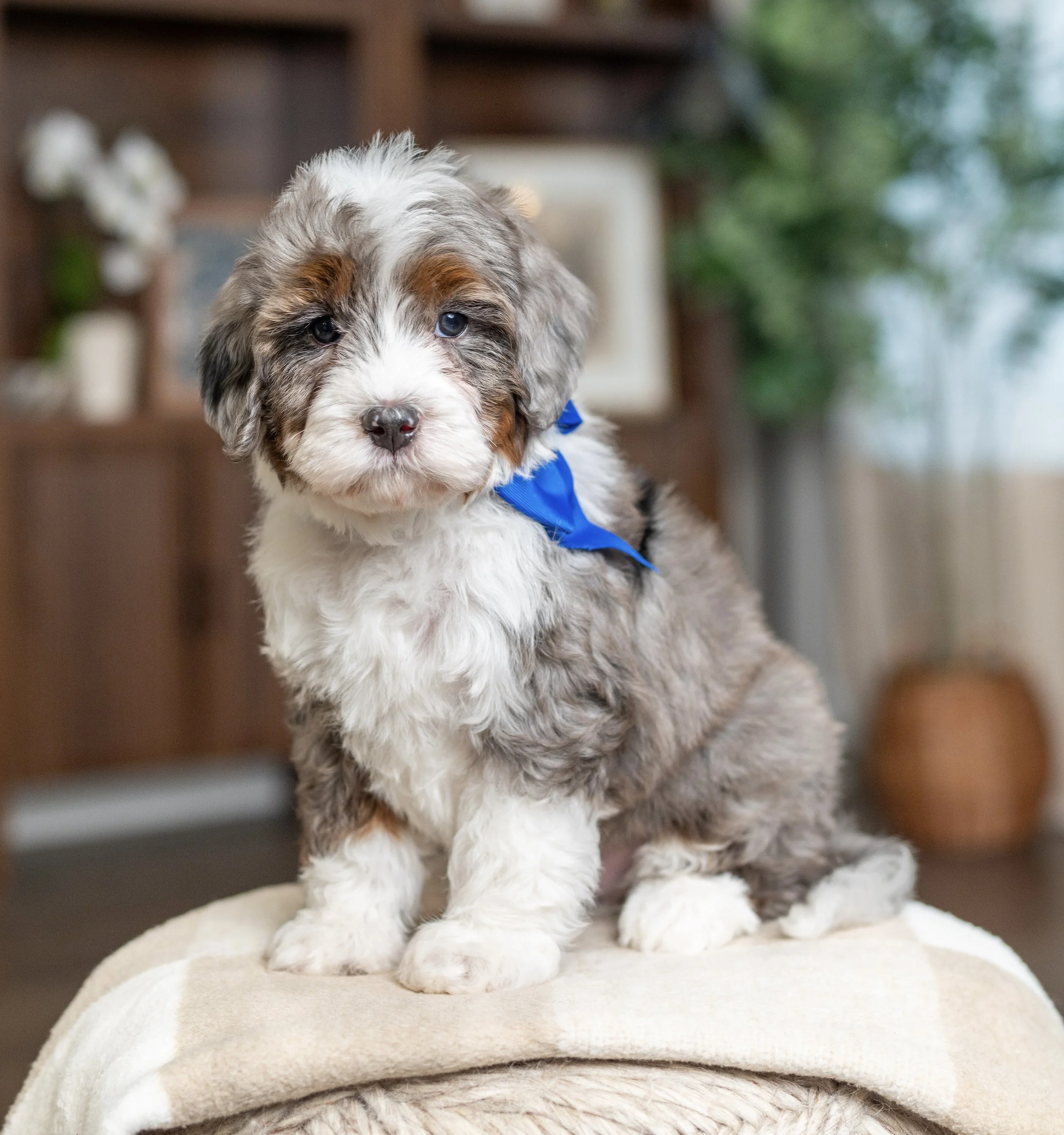 (Sold) $4,750 Blue Male