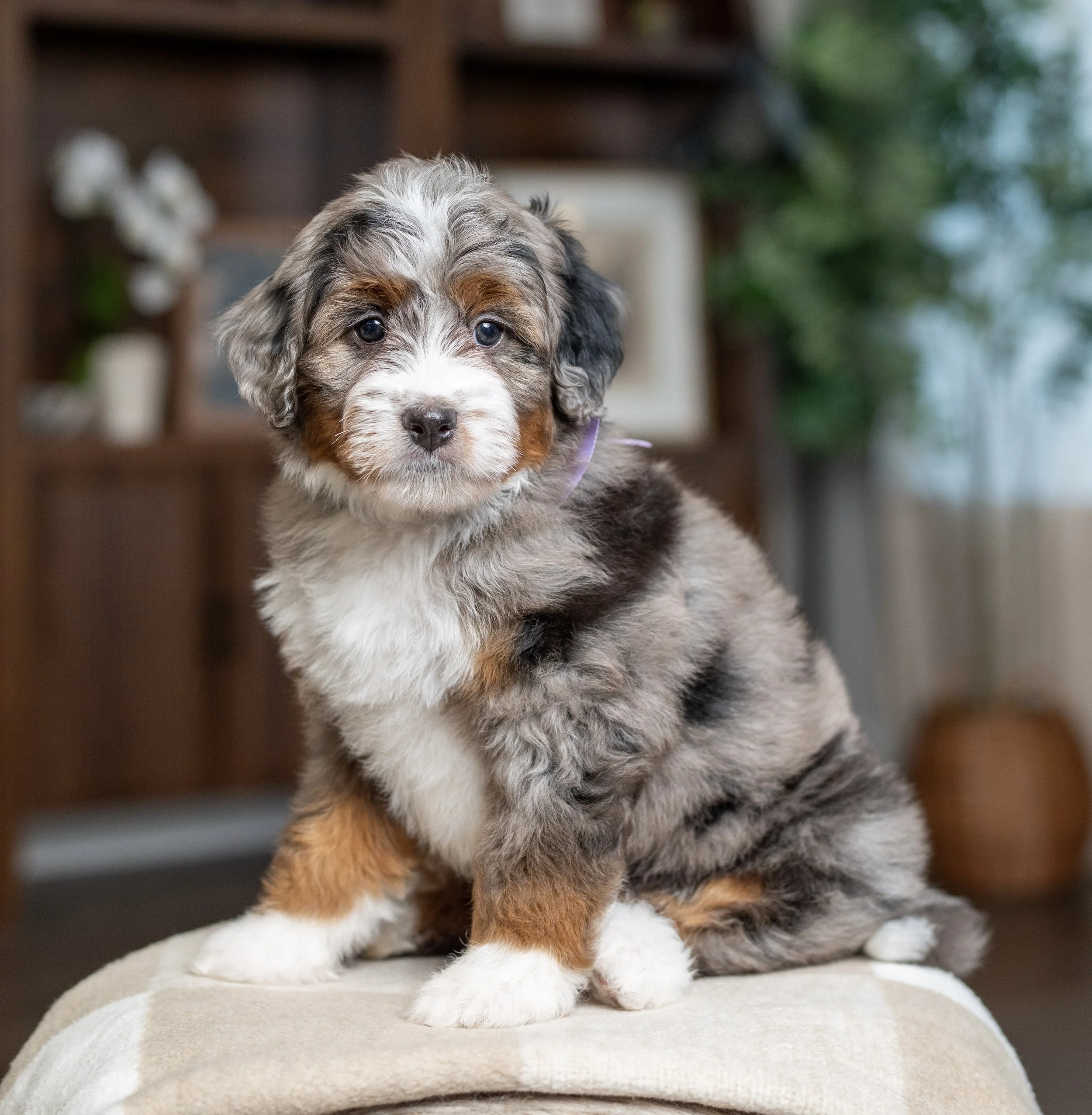 (Sold) $7,500 Purple Female