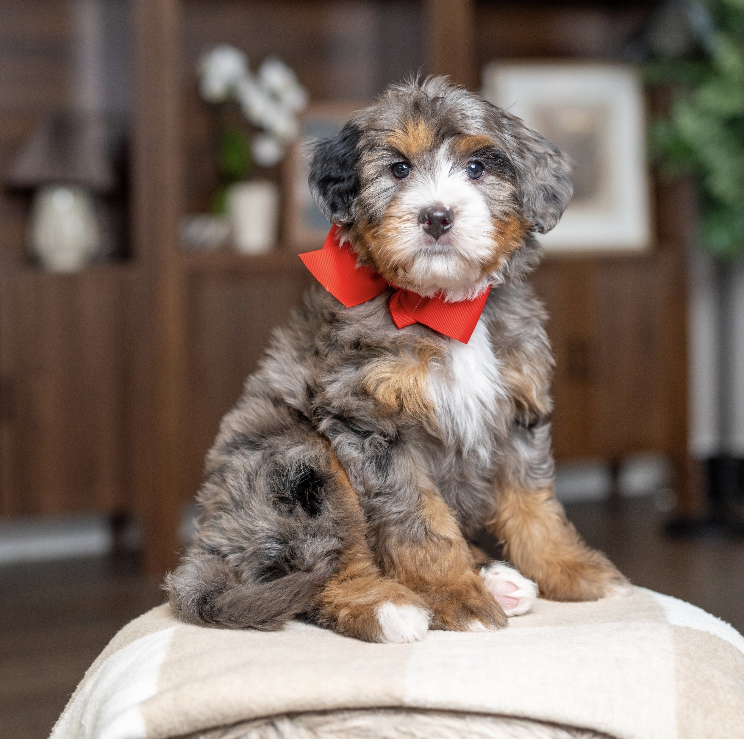 (Sold) $6,500 Red Male