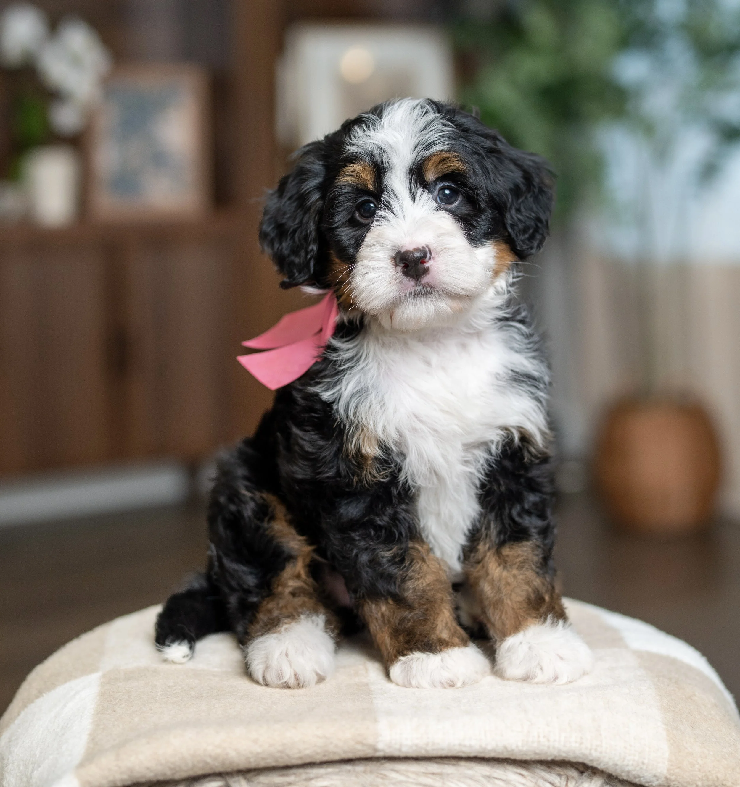 (Sold) $7,500 Pink Female