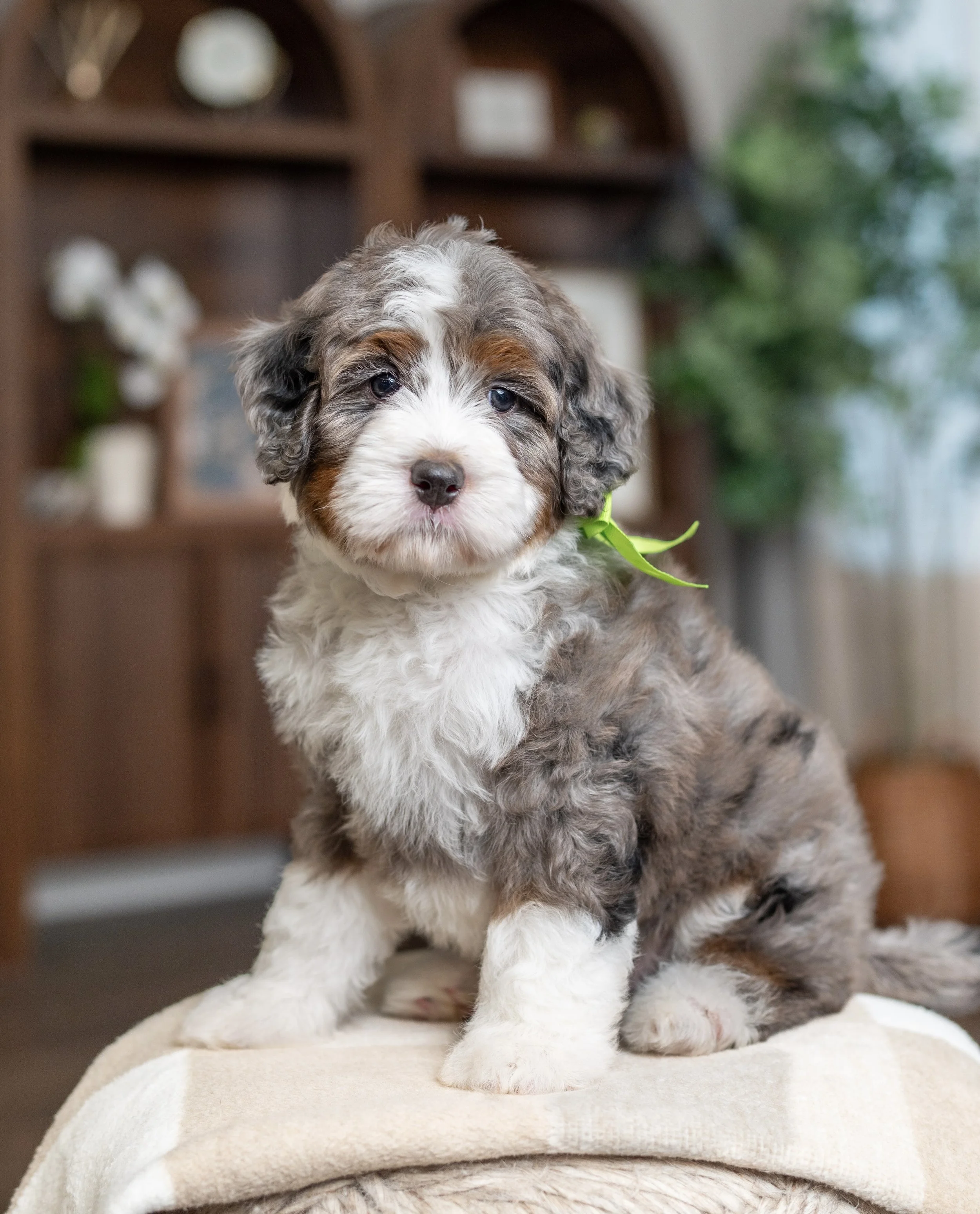 (Sold) $5,250 Green Male