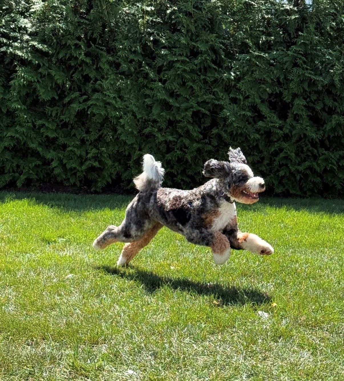 Hybrid Vigor Isn't Magic: What Heterosis Actually Means for Your Dog