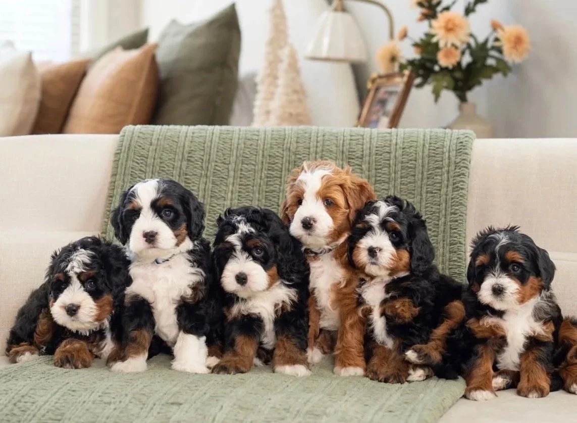 CDDY in Doodles: What Every Owner Should Know