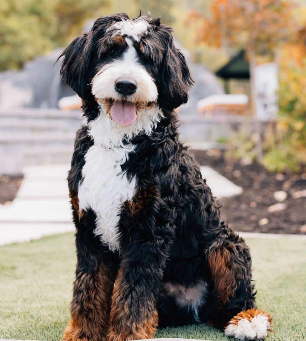 Hair Texture vs. Shedding: Why Your Bernedoodle's Curl Has Nothing to Do With Allergies